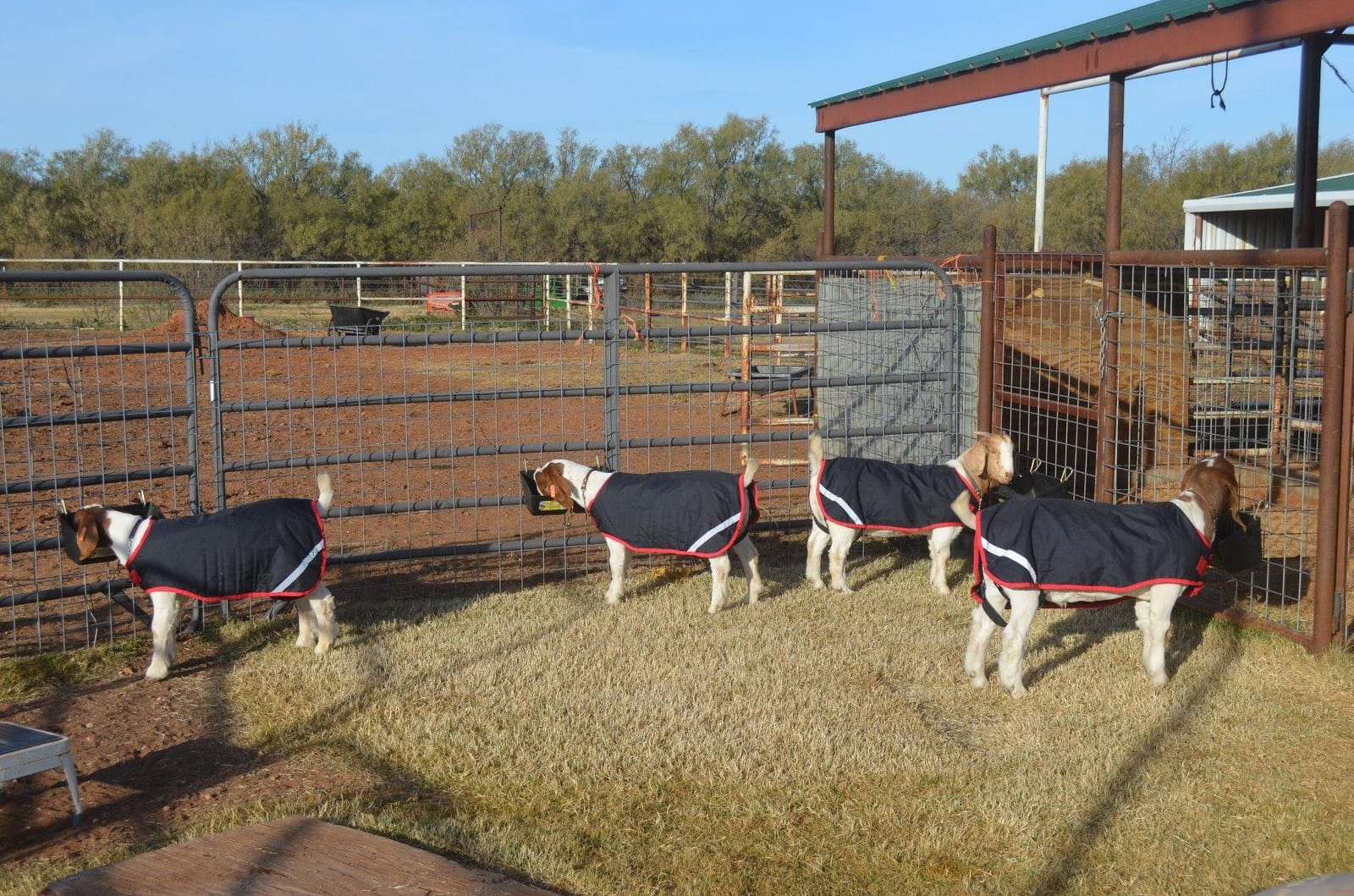 Horseware Goat Rug - Navy/Red, XL customer photo 1