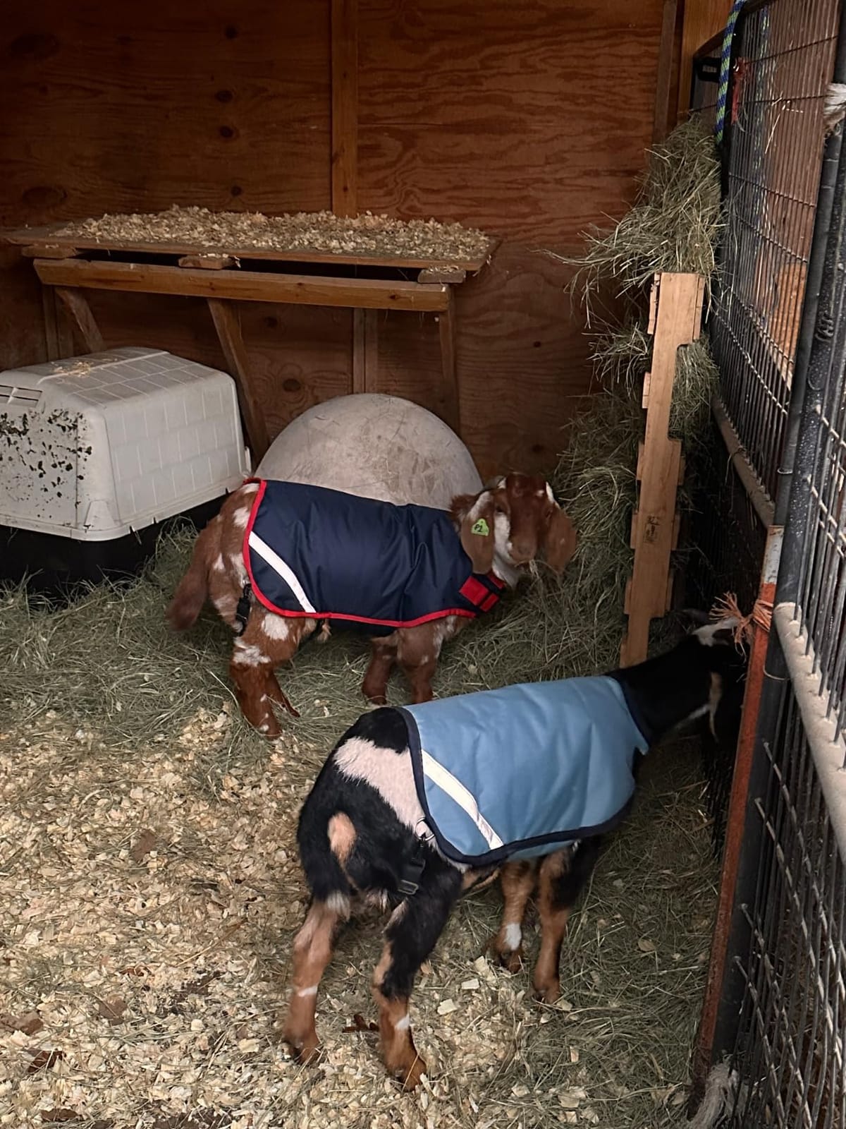 Horseware Goat Rug - Navy/Red, XL customer photo 2