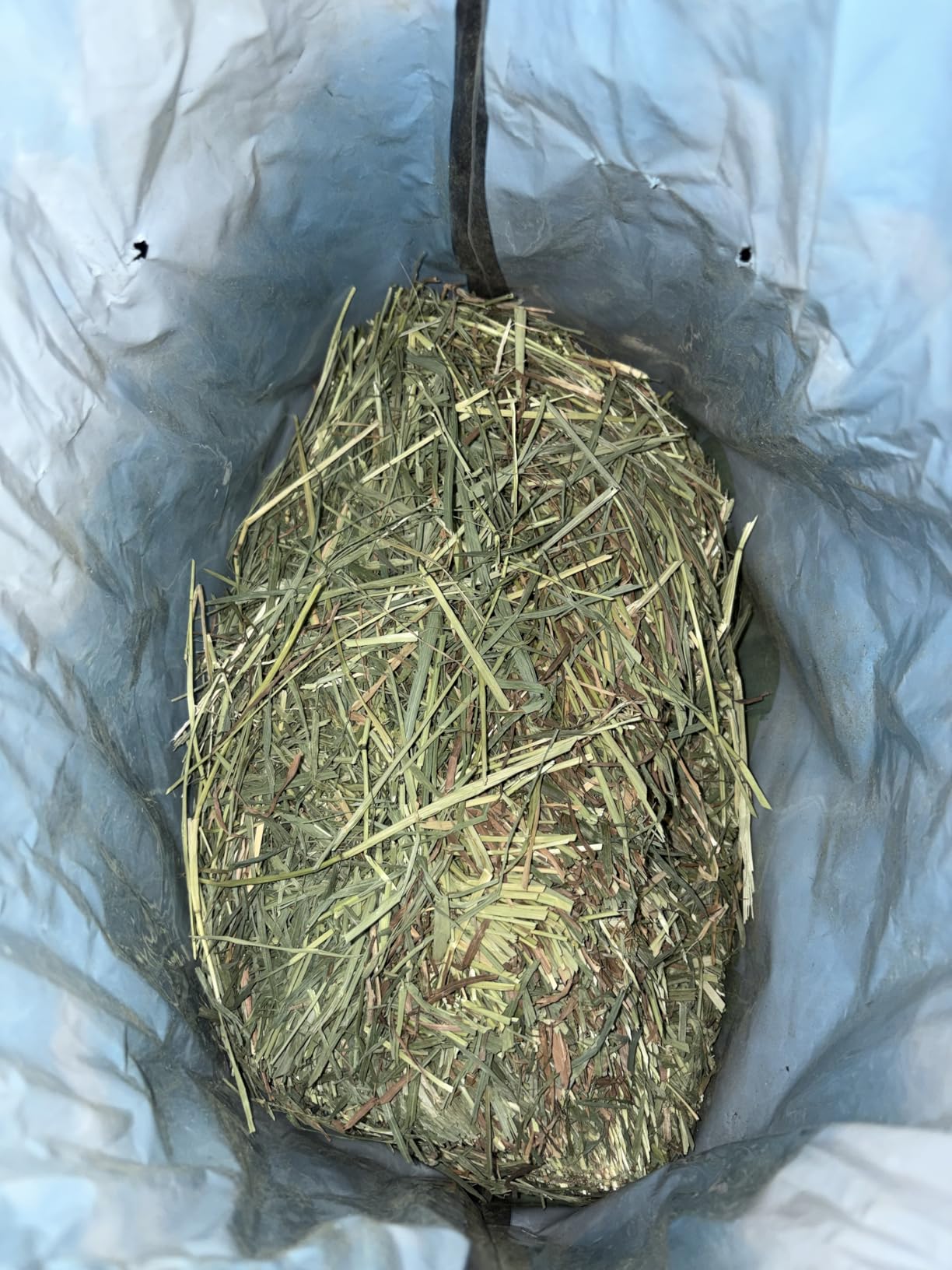 Kaytee Wafer Cut Timothy Hay for Rabbit & Guinea Pigs, 60 Ounce customer photo 2