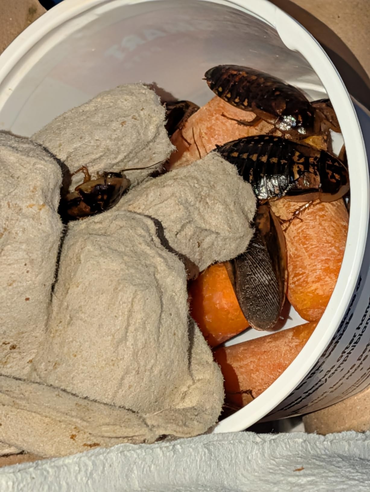 Adult Dubia Roaches 20 Females & 10 Males customer photo 1
