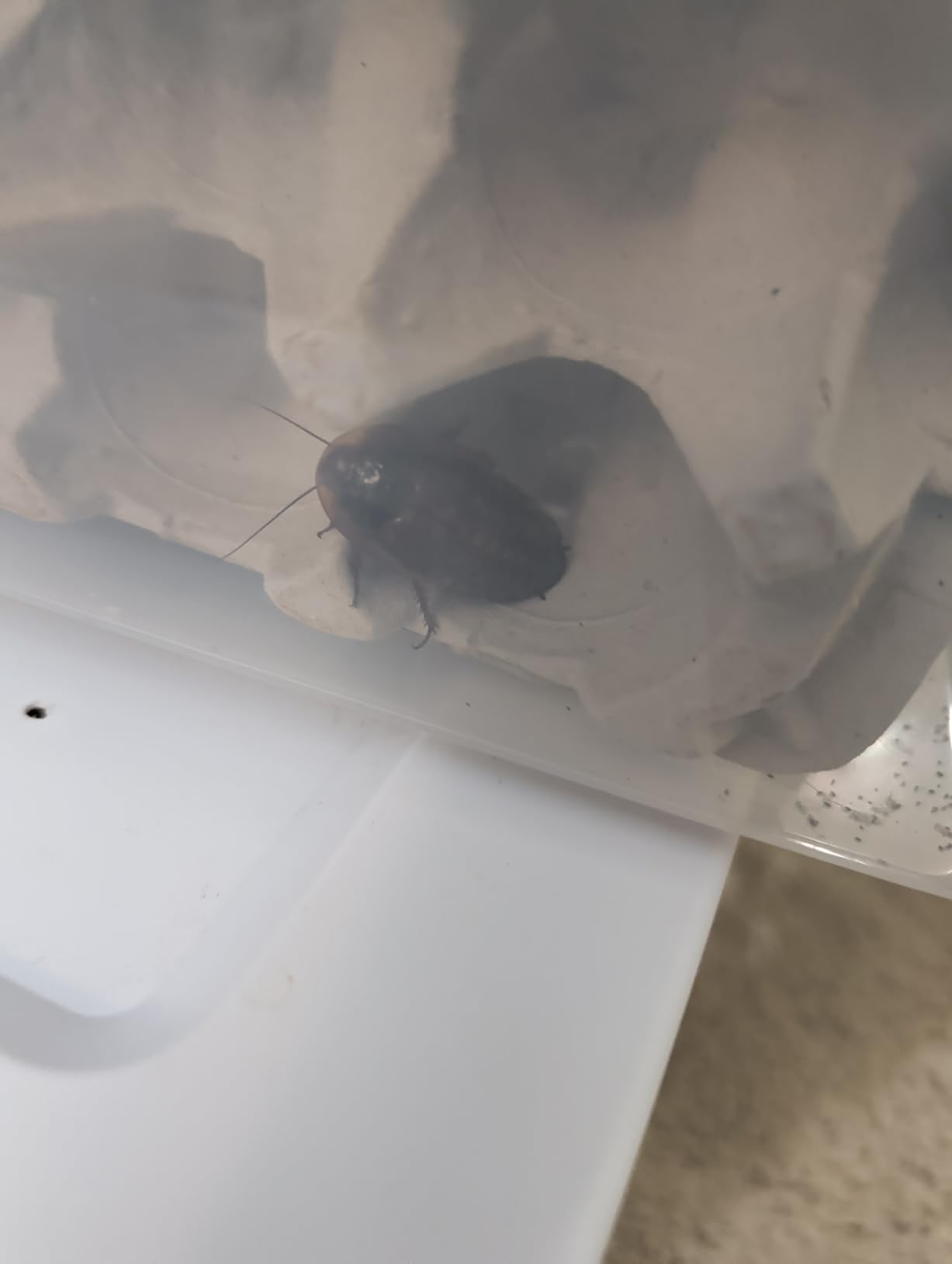 Adult Dubia Roaches 20 Females & 10 Males customer photo 2