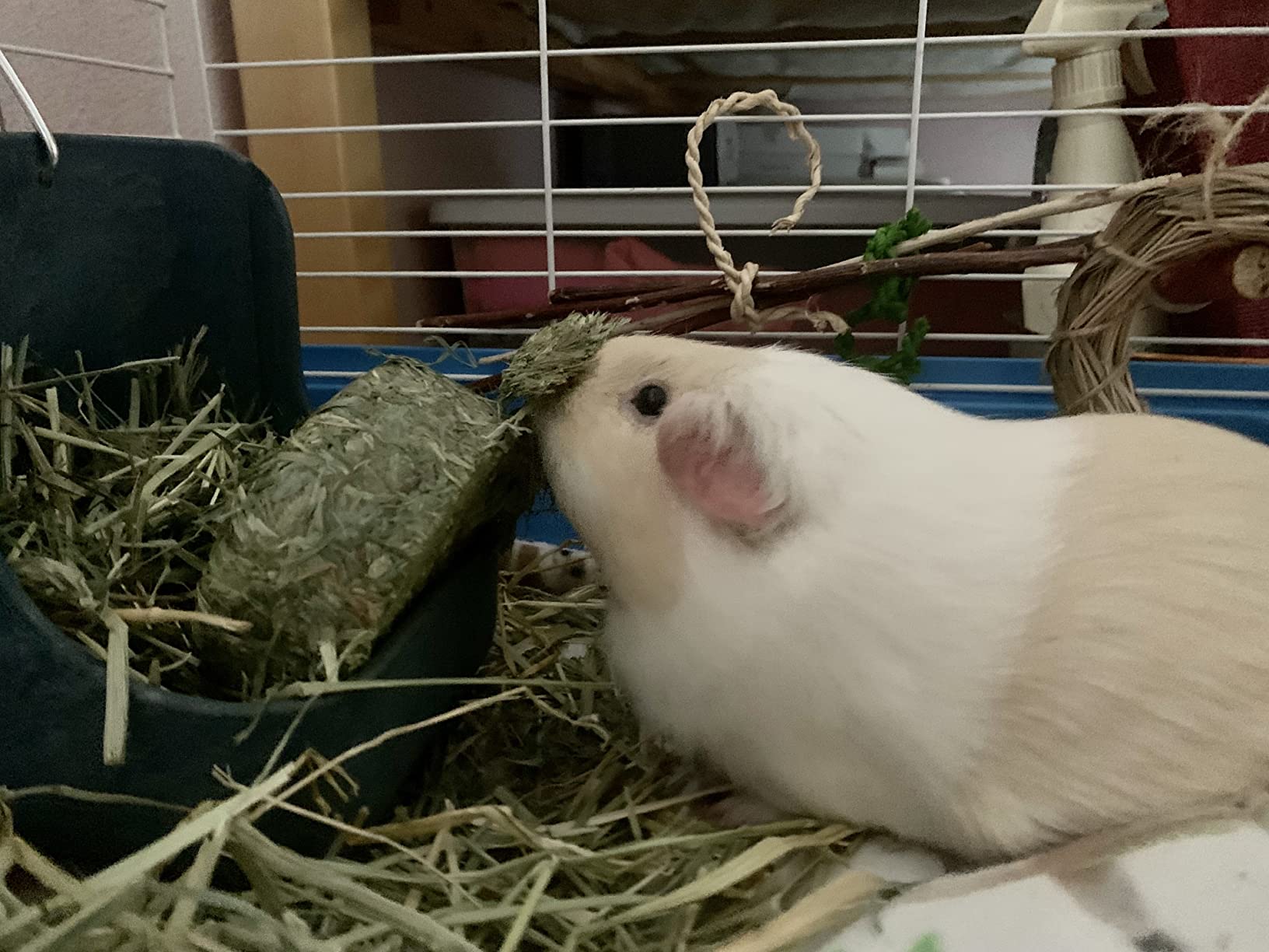 Oxbow Harvest Stacks, Timothy Hay, Rabbits & Guinea Pigs, Carrot, 35 oz customer photo 2