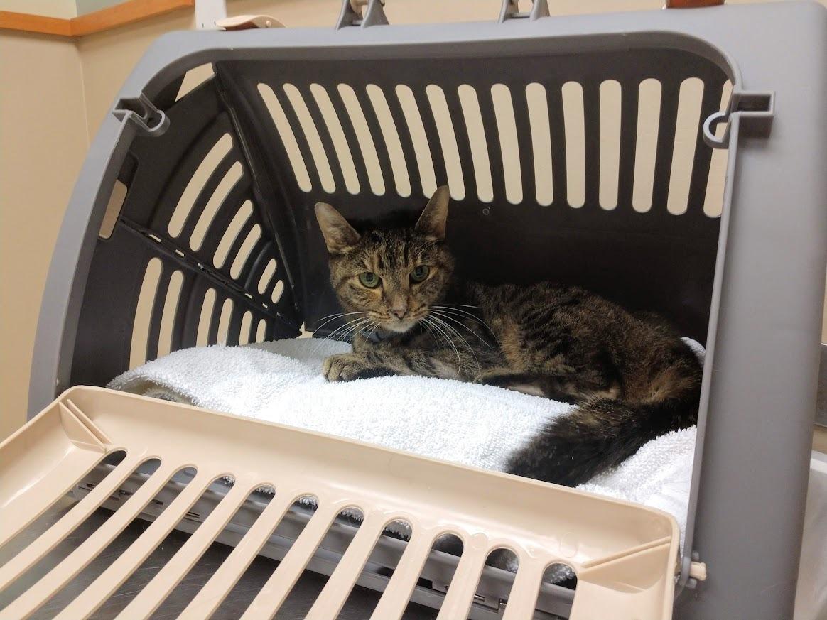 SportPet Designs Foldable Travel Cat Carrier - Front Door Plastic Collapsible Carrier, Gray and Tan, Medium (Pack of 1) customer photo 1
