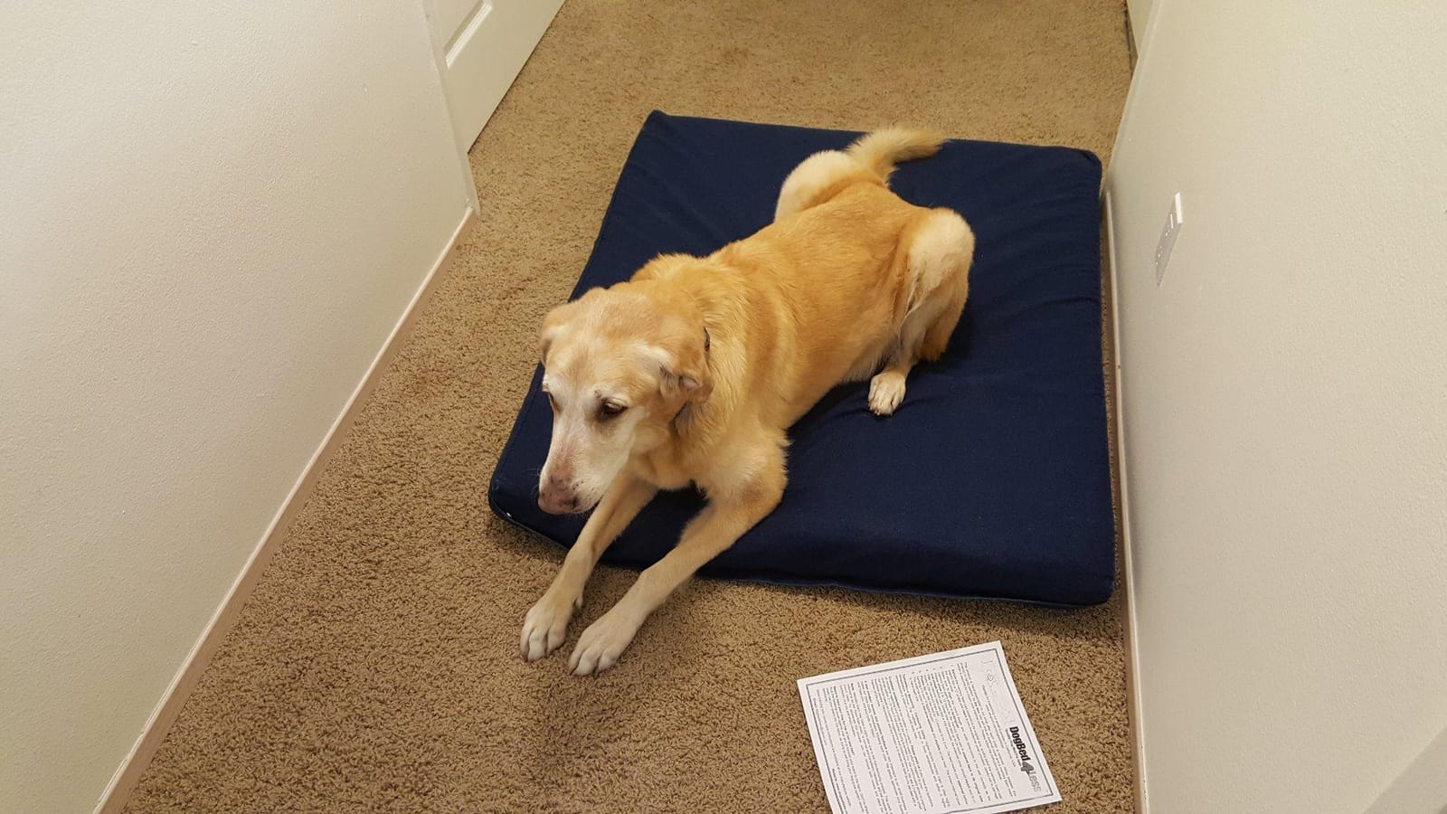 Dogbed4less Extra Large Orthopedic Memory Foam Dog Bed for Large Dogs with Durable Waterproof Internal Case, Removable Washable Denim Cover and Bonus Pet Bed Cover, 47X29X4 Fits 48X30 Dog Crate, Blue customer photo 2