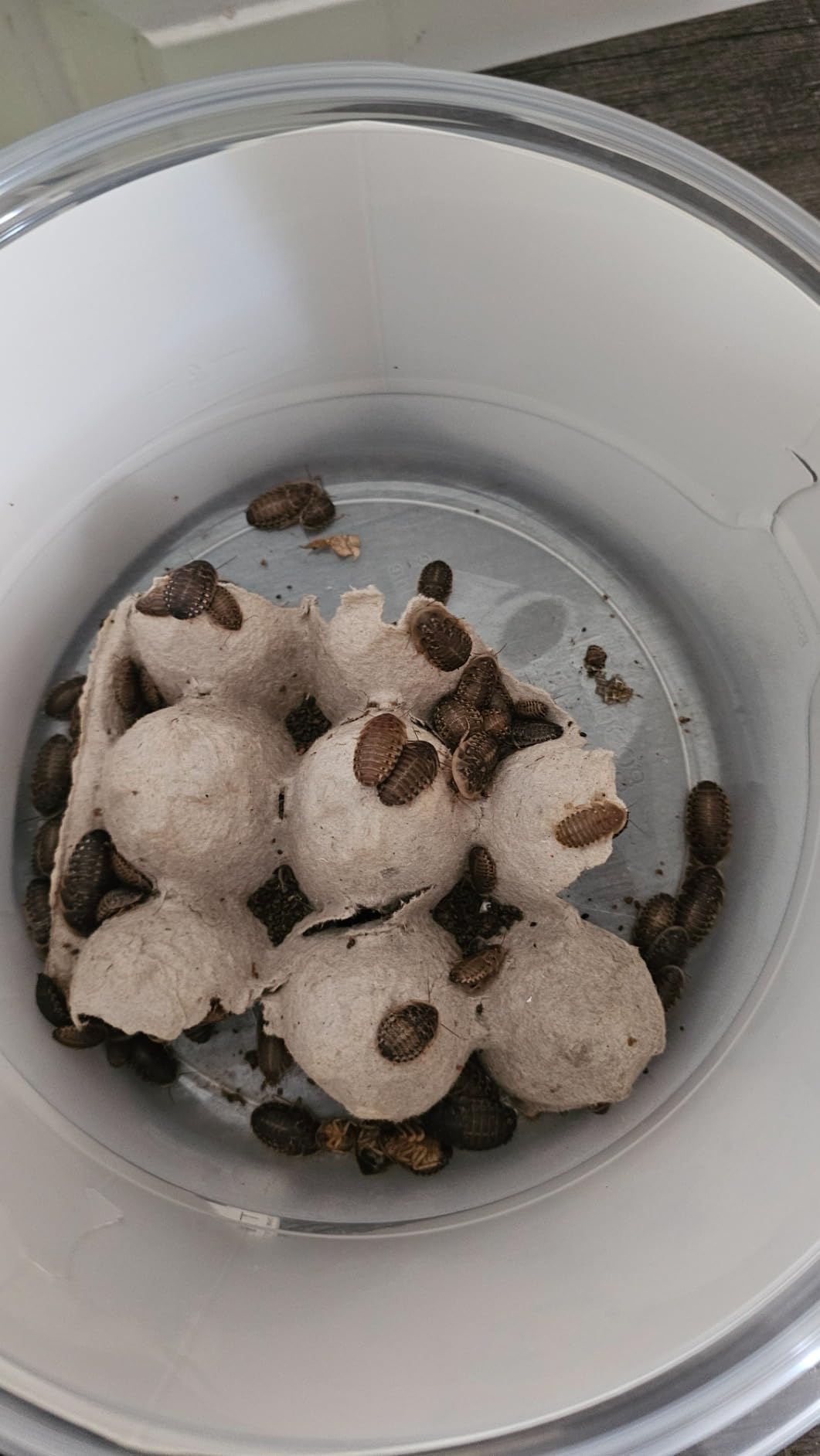 Live Dubia Roaches for Feeding Reptiles (200, Medium 3/4