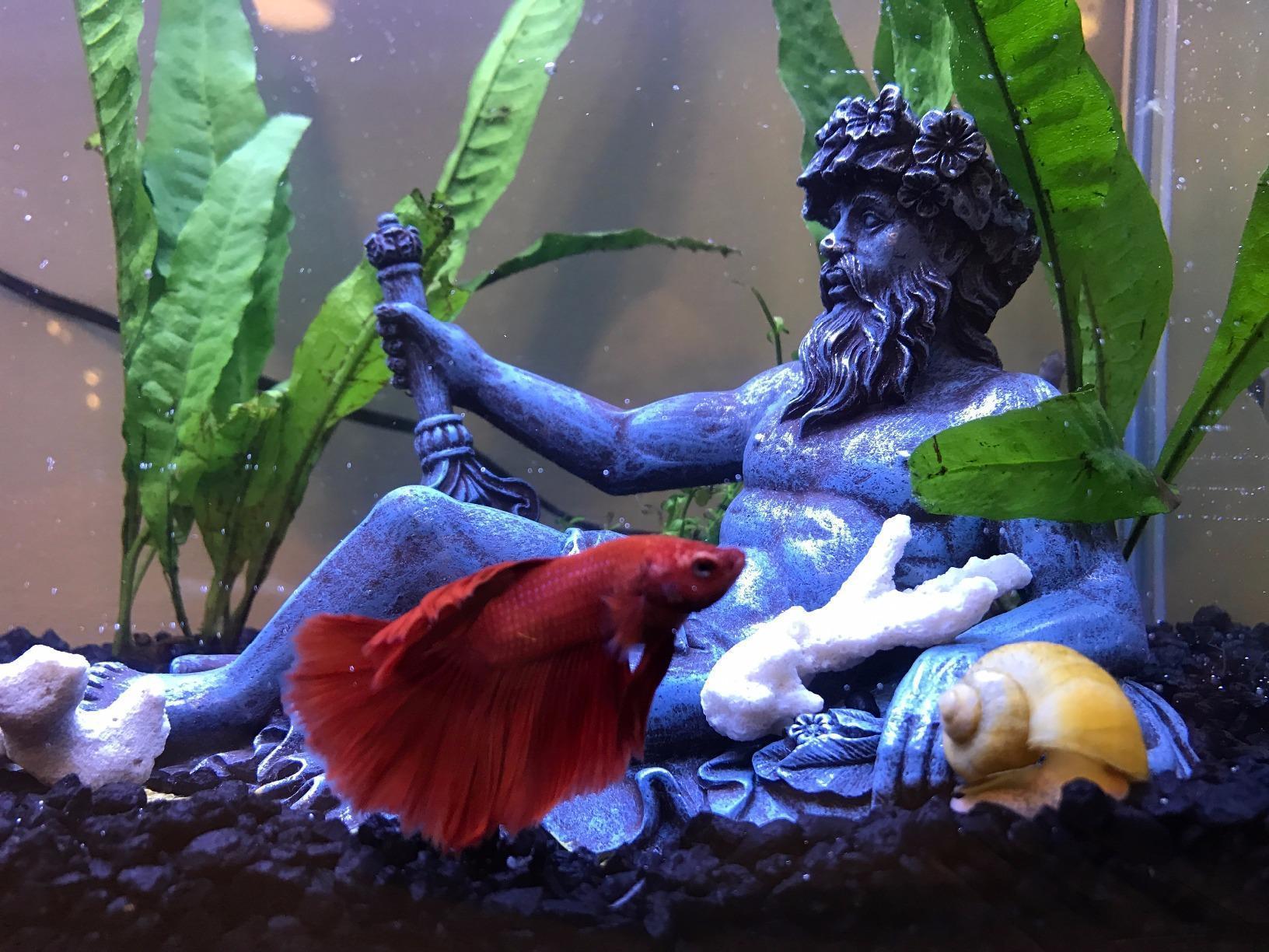 Fluval Spec V Aquarium Kit, 5-Gallon, White customer photo 1