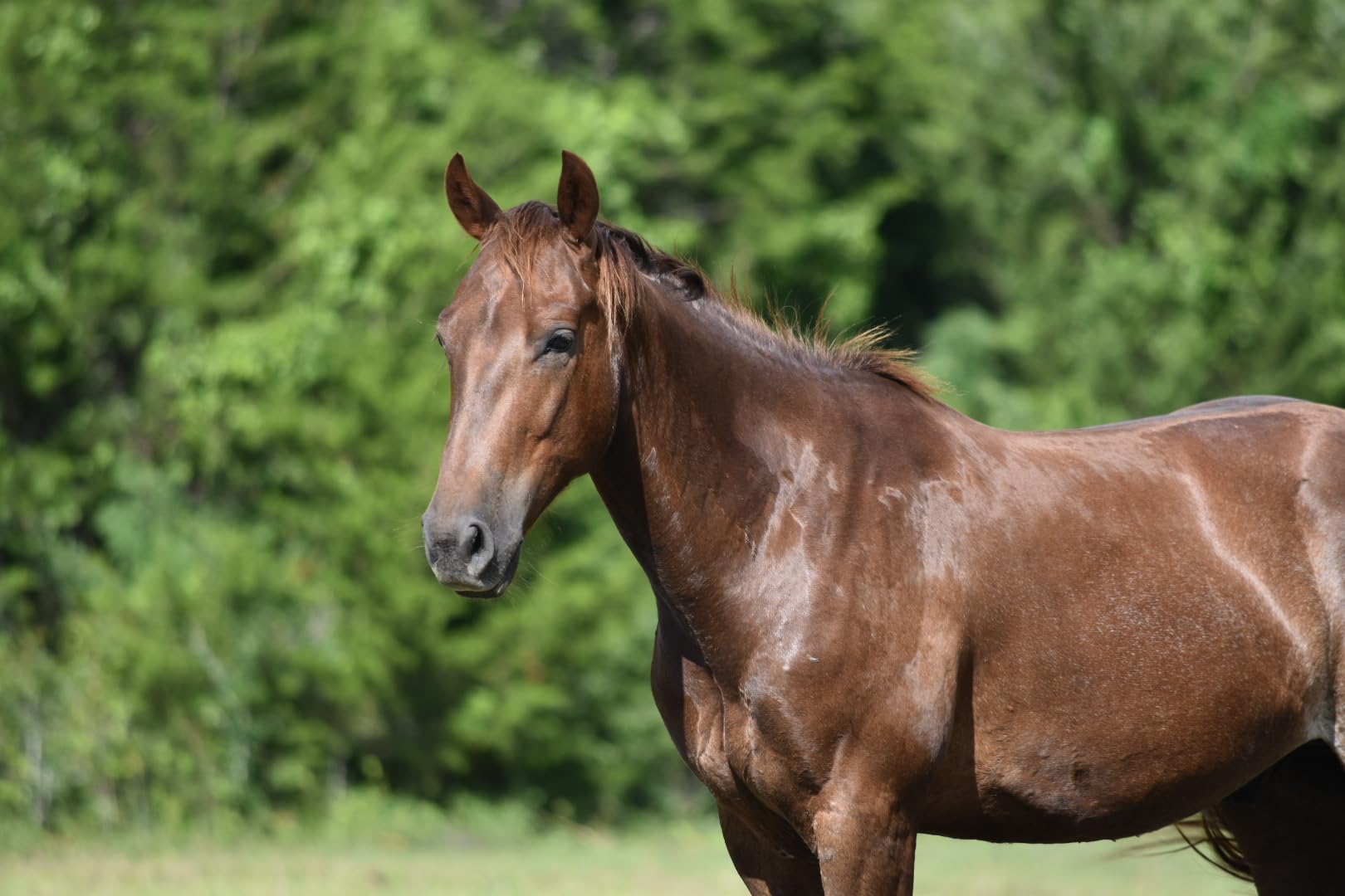 Durvet Ivermectin Pour On Dewormer 250mL customer photo 2