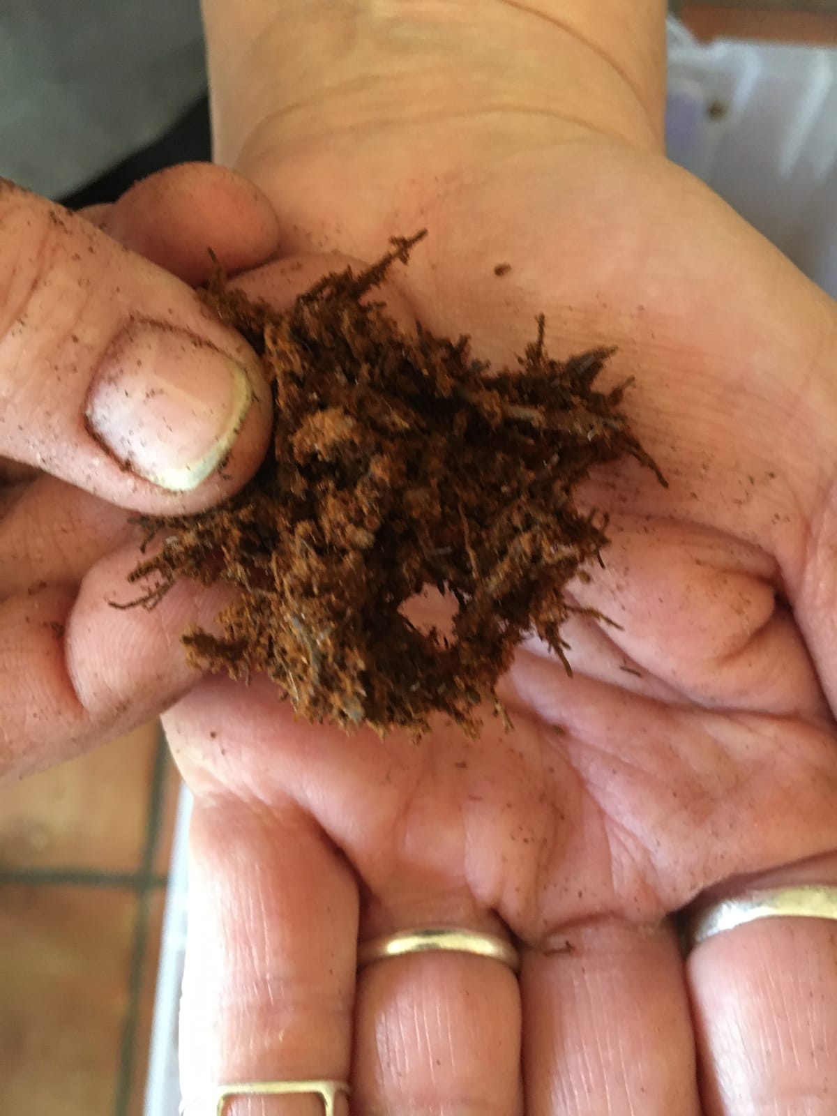 Josh's Frogs Tree Fern Fiber Substrate (10 quarts) customer photo 1