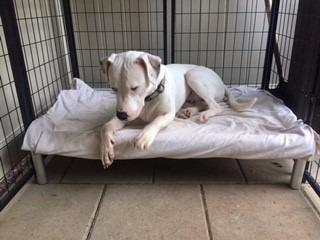Kuranda Chewproof Elevated Dog Bed - Silver Aluminum - 35