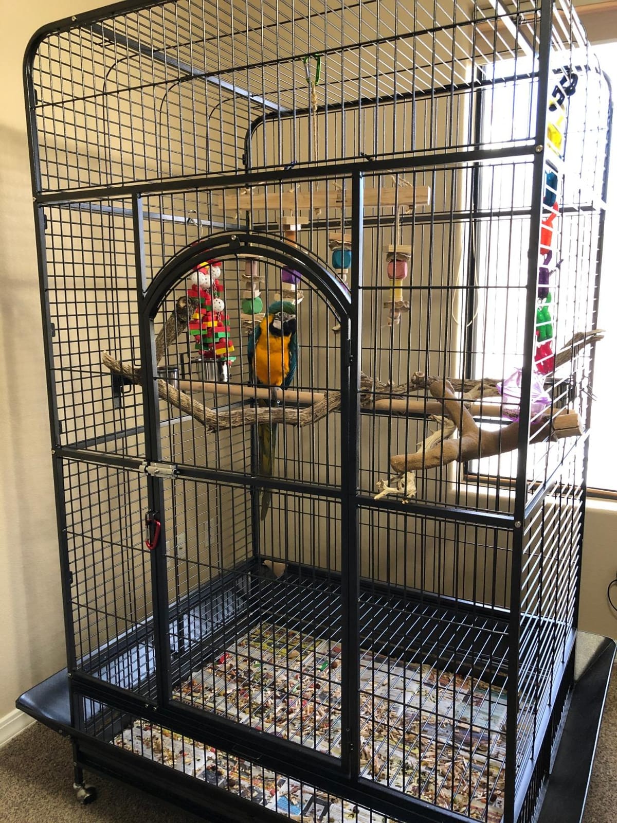 Prevue Pet Products Empire Bird Cage, X-Large, Black Hammertone,46