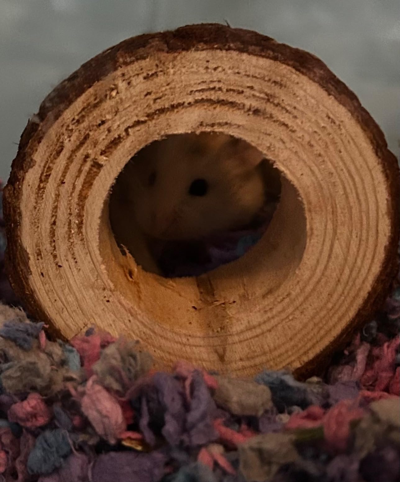 Niteangel Natural Wooden Hamster Mouse Tunnel Tube Toy Forest Hollow Tree Trunk customer photo 1