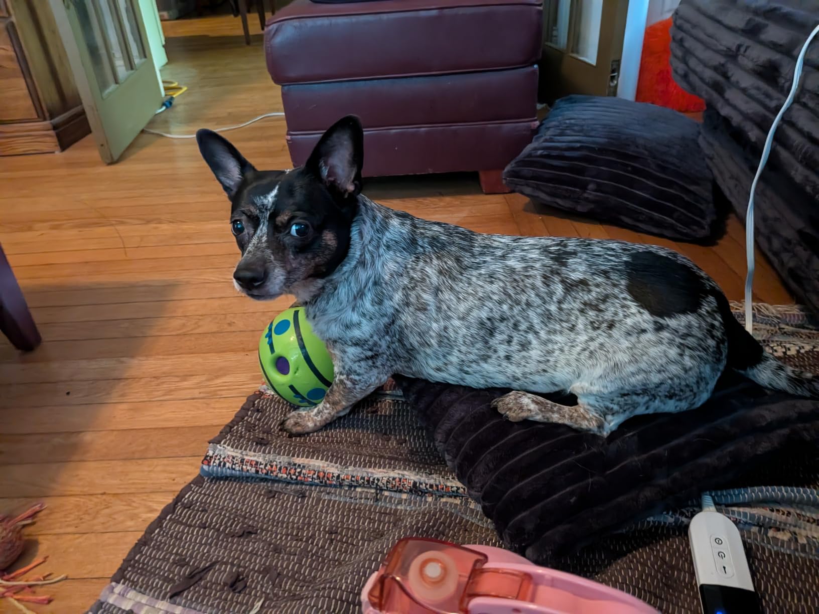 Wobble Wag Giggle Ball, Interactive Dog Toy, Fun Giggle Sounds When Rolled or Shaken, Pets Know Best, As Seen On TV customer photo 1