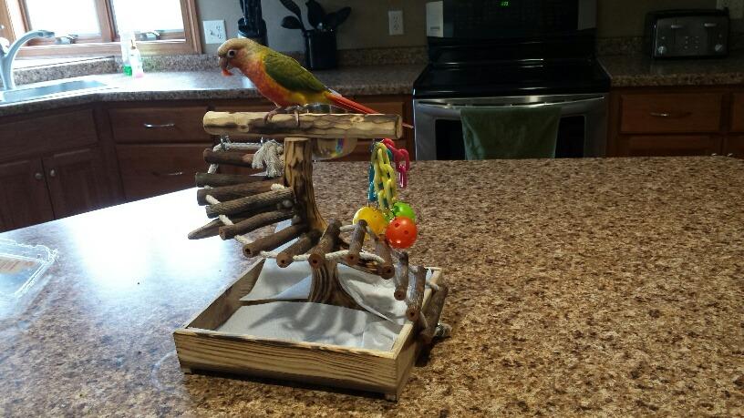 PENN-PLAX Bird-Life Natural Wood Tree Perch for Large Birds and Parrots - Includes Food and Water Bowls and Drop Tray - Large customer photo 2