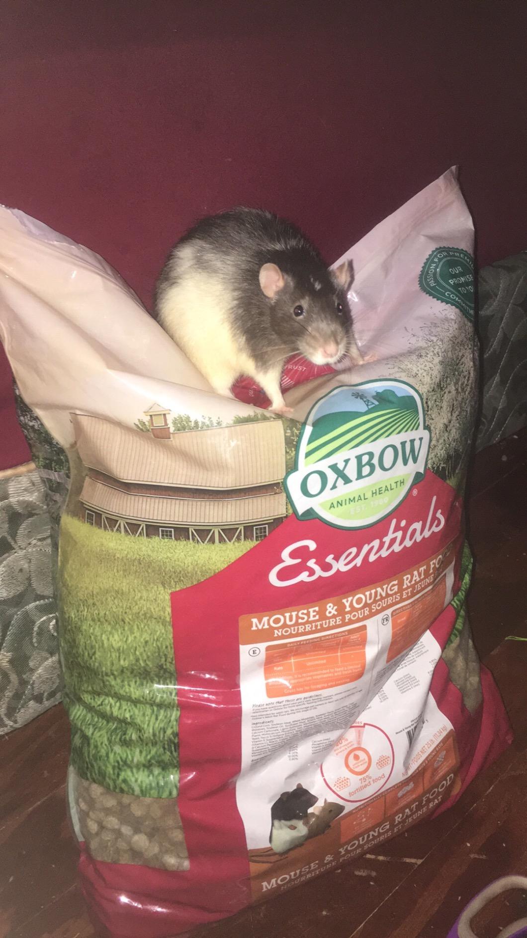 Oxbow Essentials Mouse & Young Rat Food, Complete Rodent Pellets, 2.5 lb customer photo 1