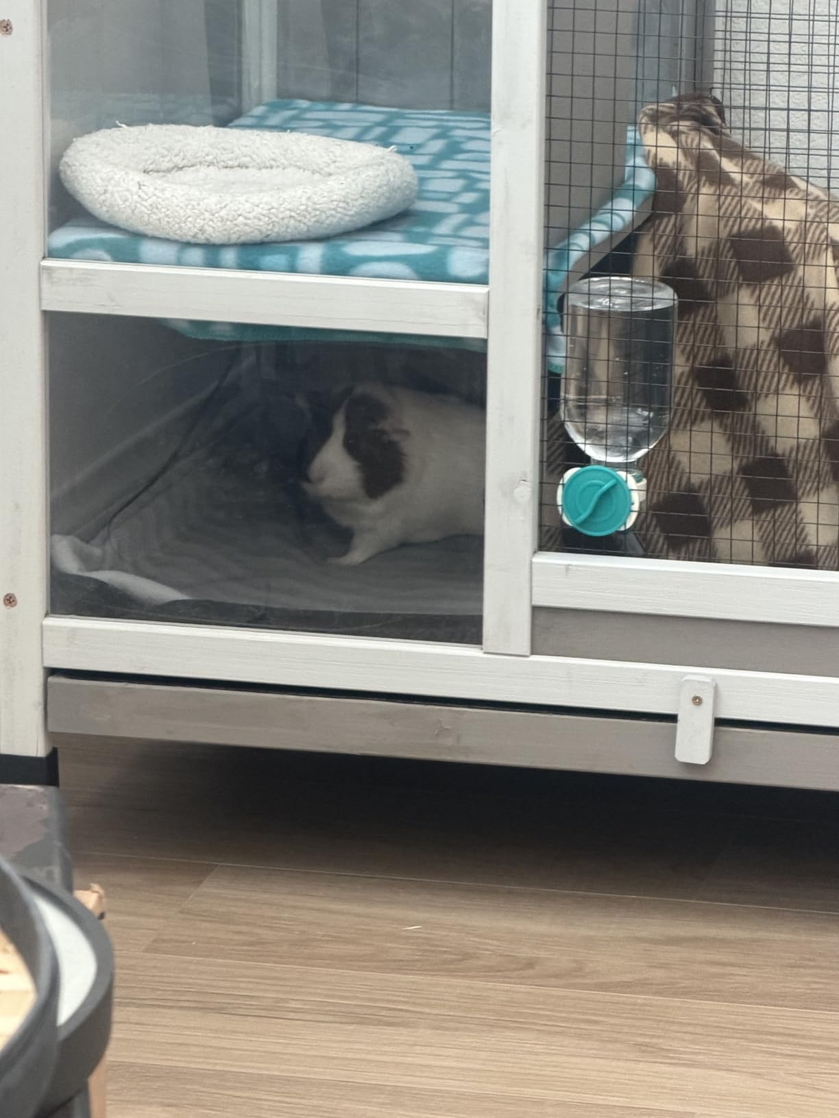 Choco Nose No-Drip Small Animal Water Bottle - Leak-Proof Patented Nozzle Helps Prevent Pet Cage Mess & Wet Bedding - Guinea Pig, Rabbit, Ferret, Hamster - BPA Free, Easy Install, 10.2 fl oz (C128) customer photo 2