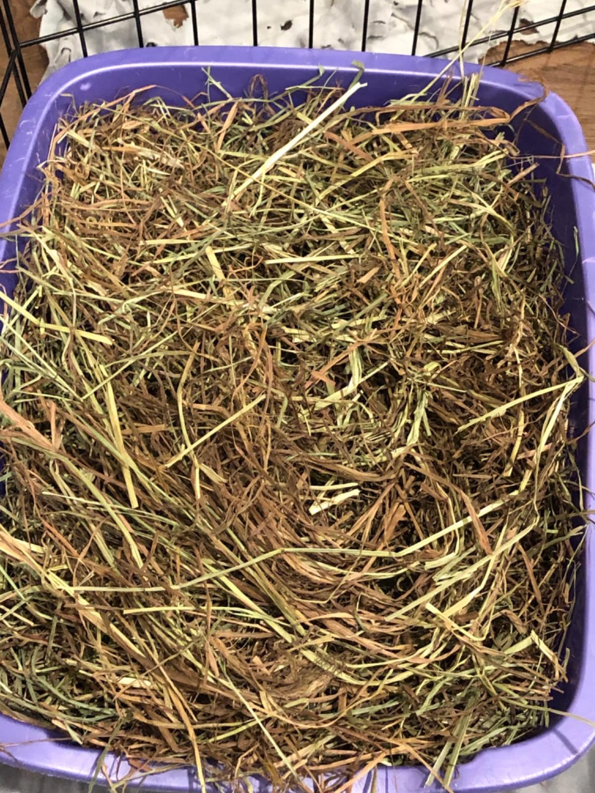 Small Pet Select Orchard Grass Hay Pet Food for Rabbits, Guinea Pigs, Chinchillas, 10 LB customer photo 2