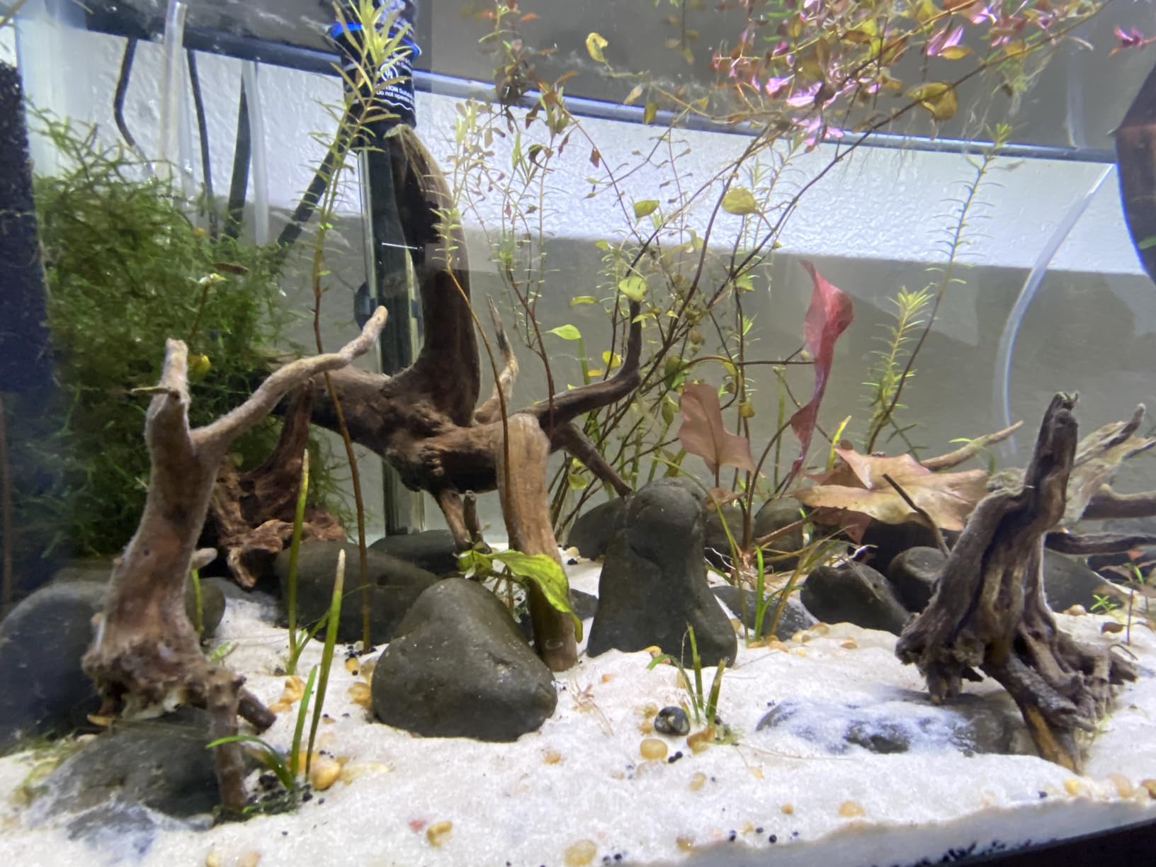 CaribSea Super Natural Moonlight Sand for Aquarium - 5 lb Each (Pack of 2) - Ideal for Freshwater Aquaria, Perfect for Discus, Tetras, Angelfish customer photo 1