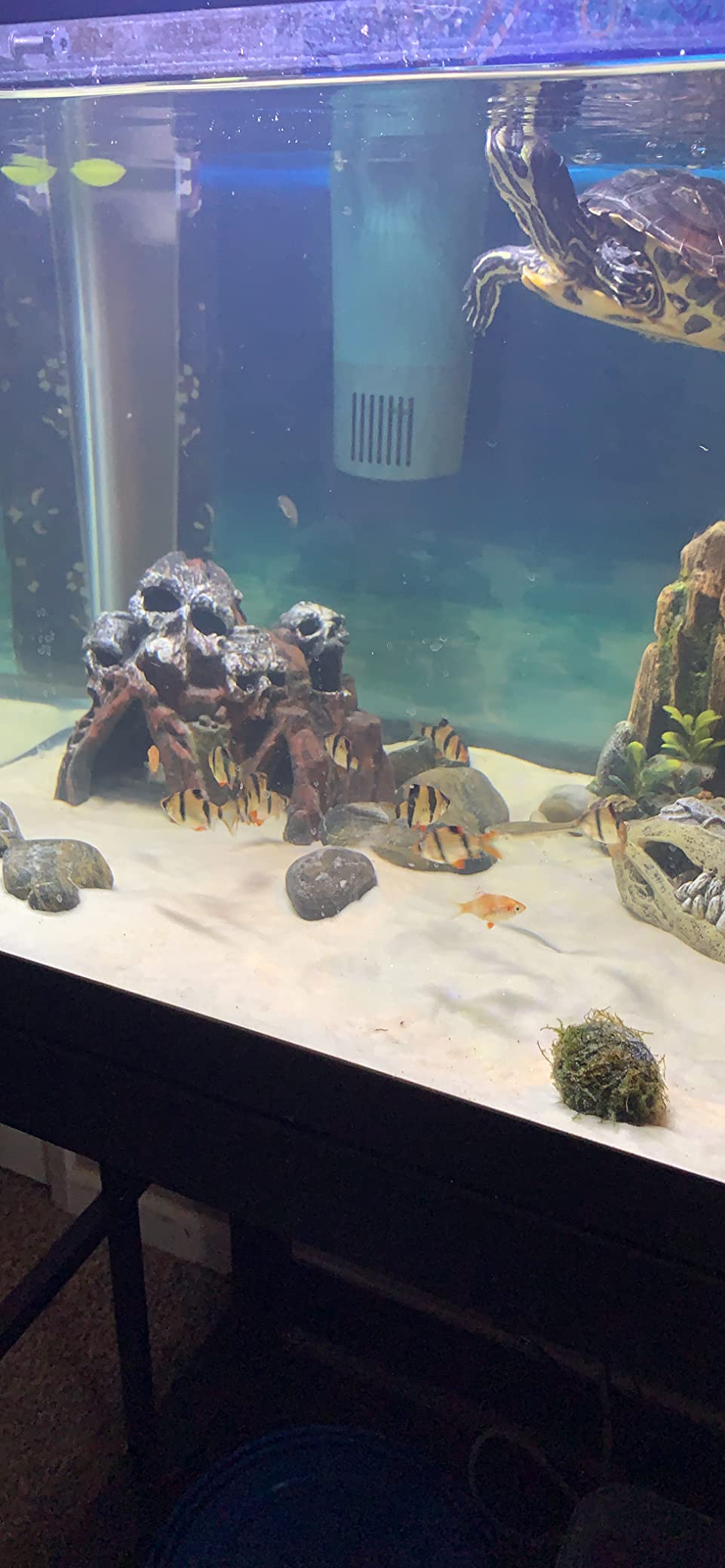 CaribSea Super Natural Moonlight Sand for Aquarium - 5 lb Each (Pack of 2) - Ideal for Freshwater Aquaria, Perfect for Discus, Tetras, Angelfish customer photo 2