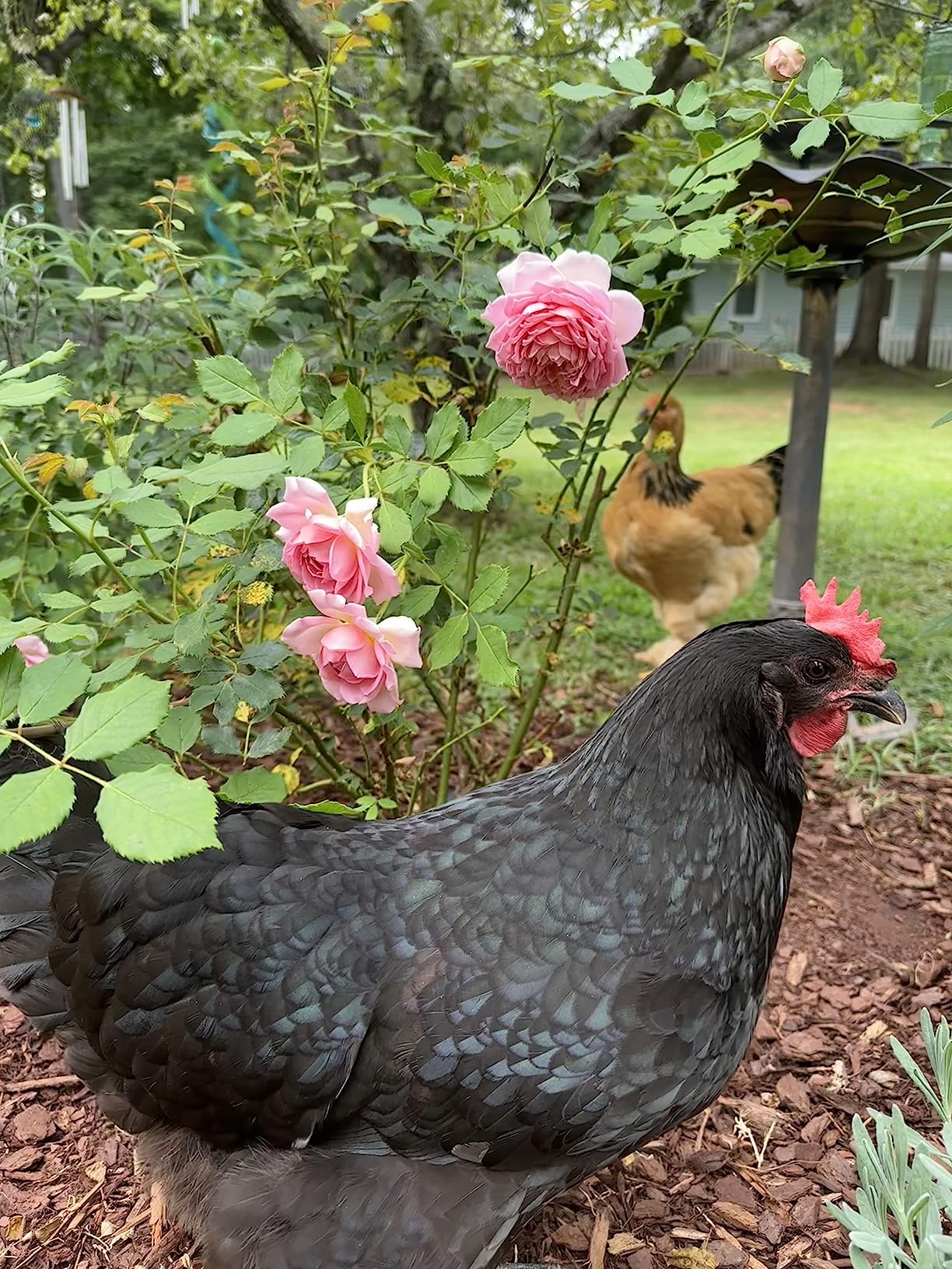 Scratch and Peck Feeds | Oyster Shell for Chickens & Ducks | 4 lb Pouch customer photo 1