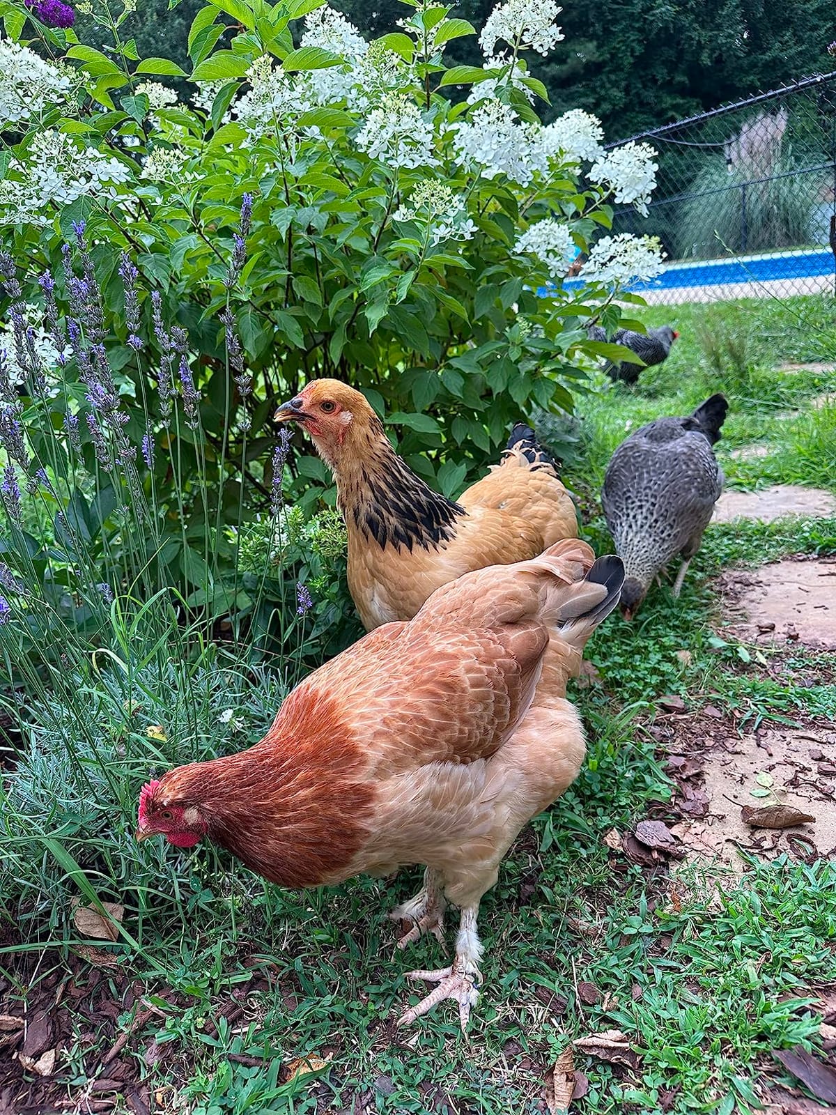 Scratch and Peck Feeds | Oyster Shell for Chickens & Ducks | 4 lb Pouch customer photo 2