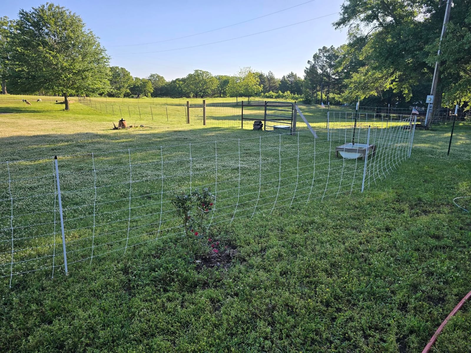 Premier 1 ElectroStop® Single Spike Fence - Sheep & Goats - 42