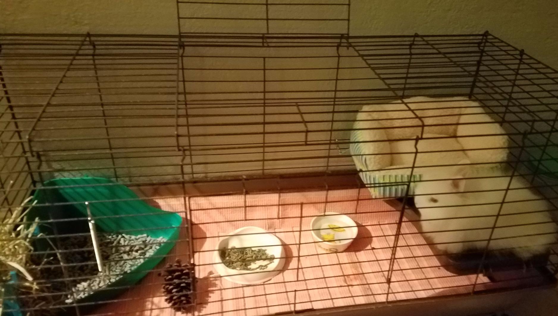So Phresh by Petco Paper Pellets Small Animal Litter 20 lbs. customer photo 1