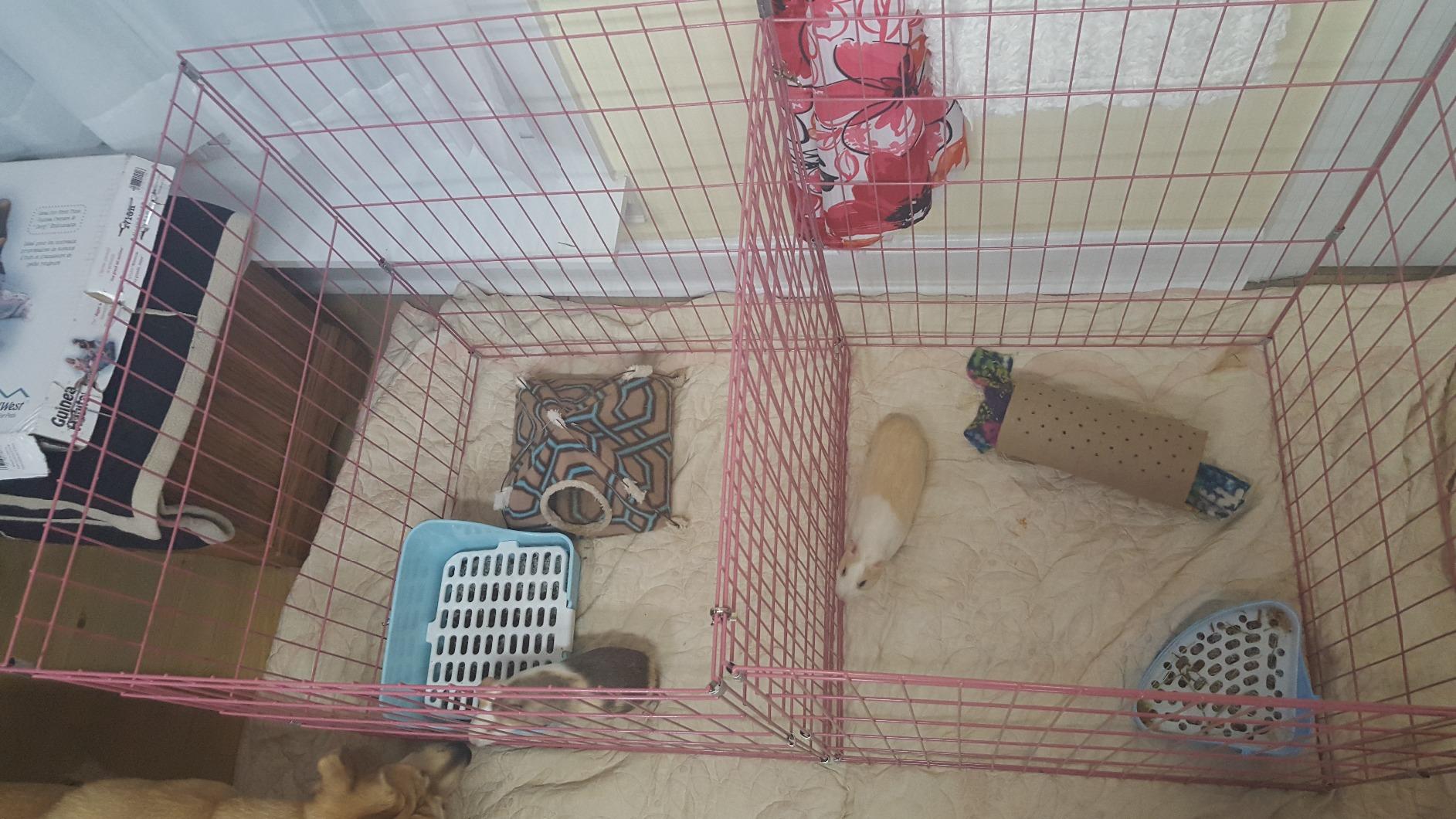 BestPet | Foldable Dog Playpen | 24 Inch, 8 Panels | Metal Pet Exercise Pen customer photo 1