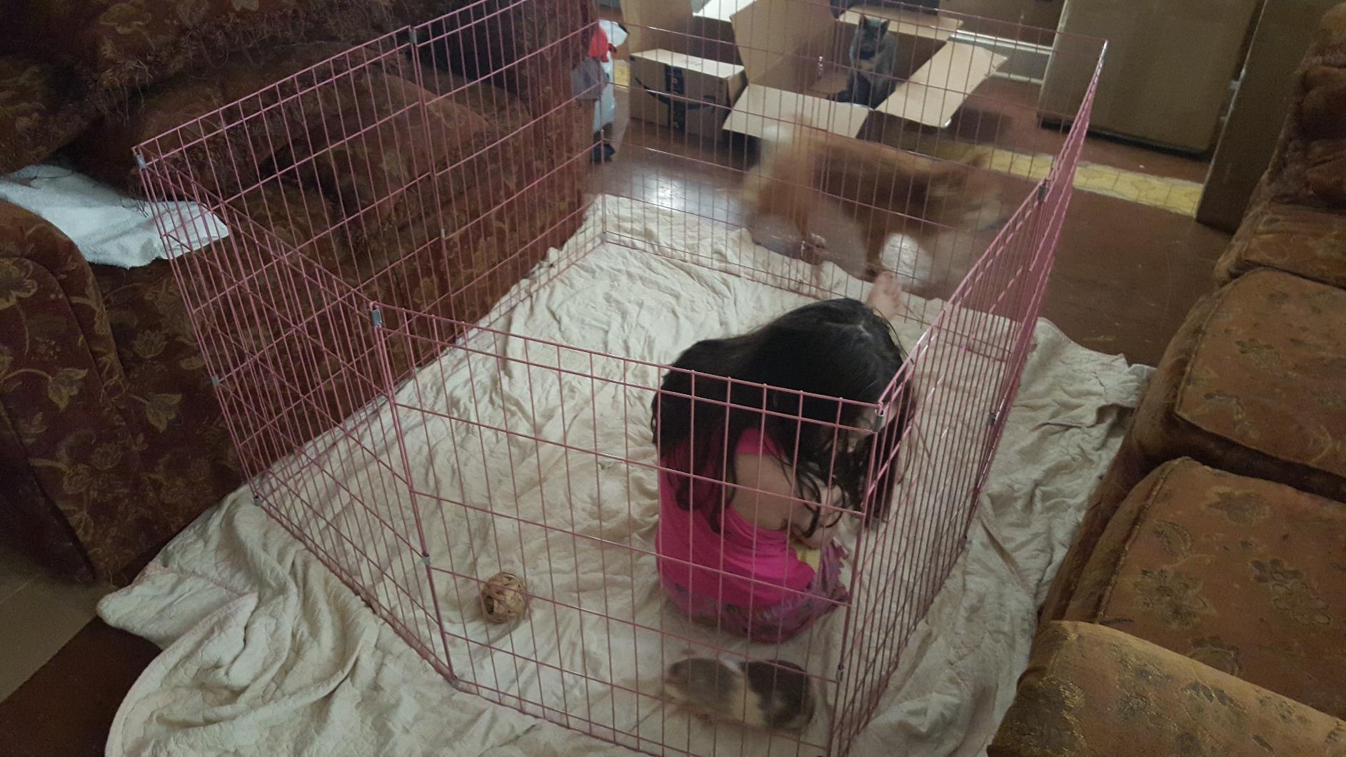 BestPet | Foldable Dog Playpen | 24 Inch, 8 Panels | Metal Pet Exercise Pen customer photo 2