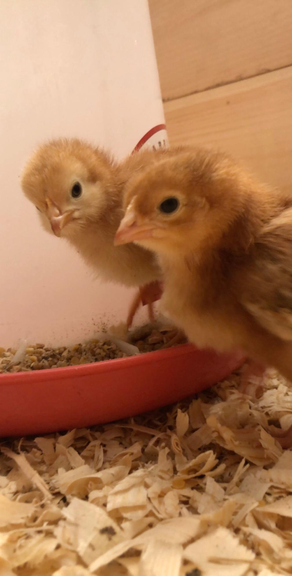 Scratch and Peck Feeds | Starter Grit for Chickens & Ducks | 7 lb Pouch customer photo 1