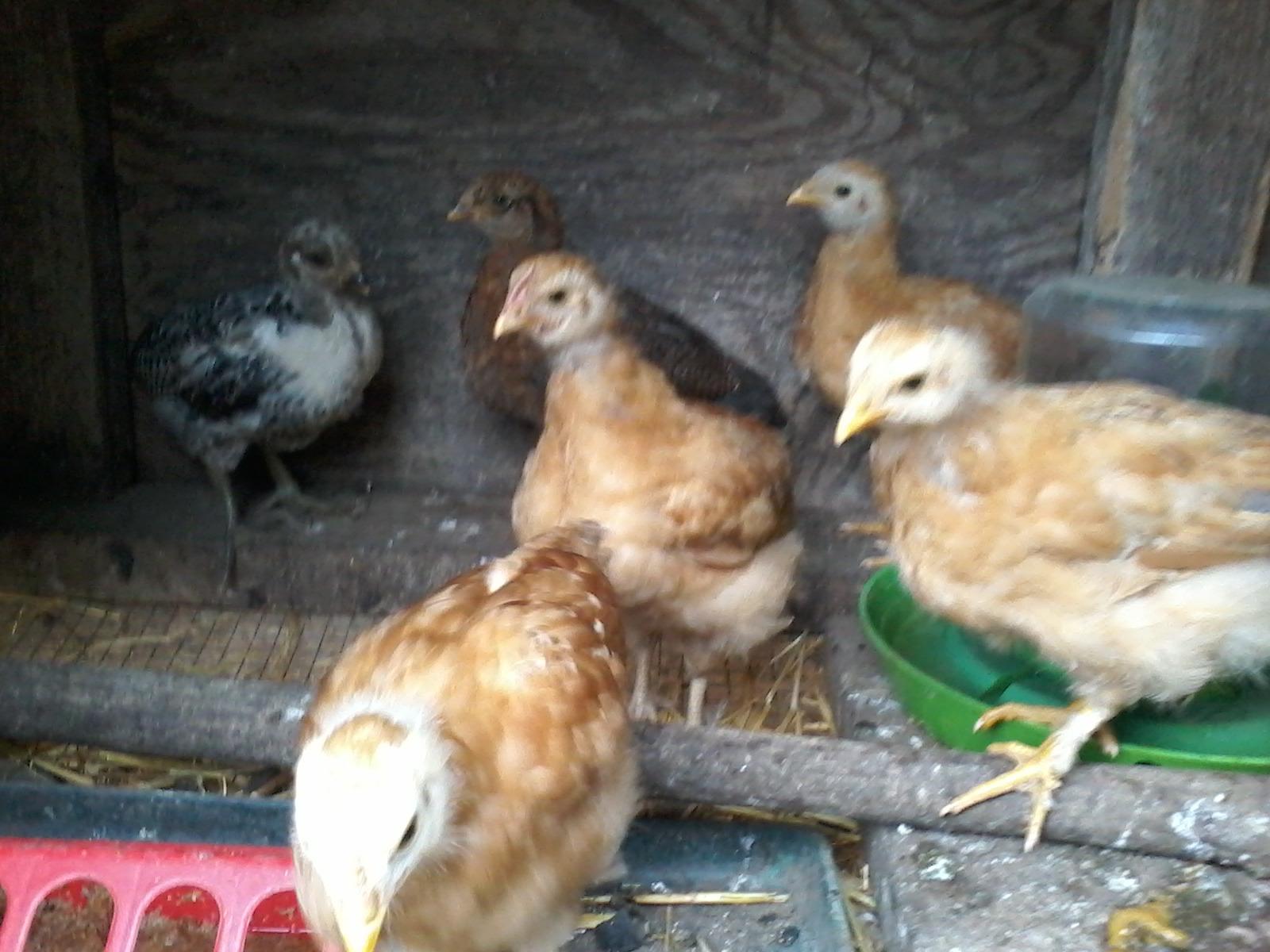 Scratch and Peck Feeds | Starter Grit for Chickens & Ducks | 7 lb Pouch customer photo 2