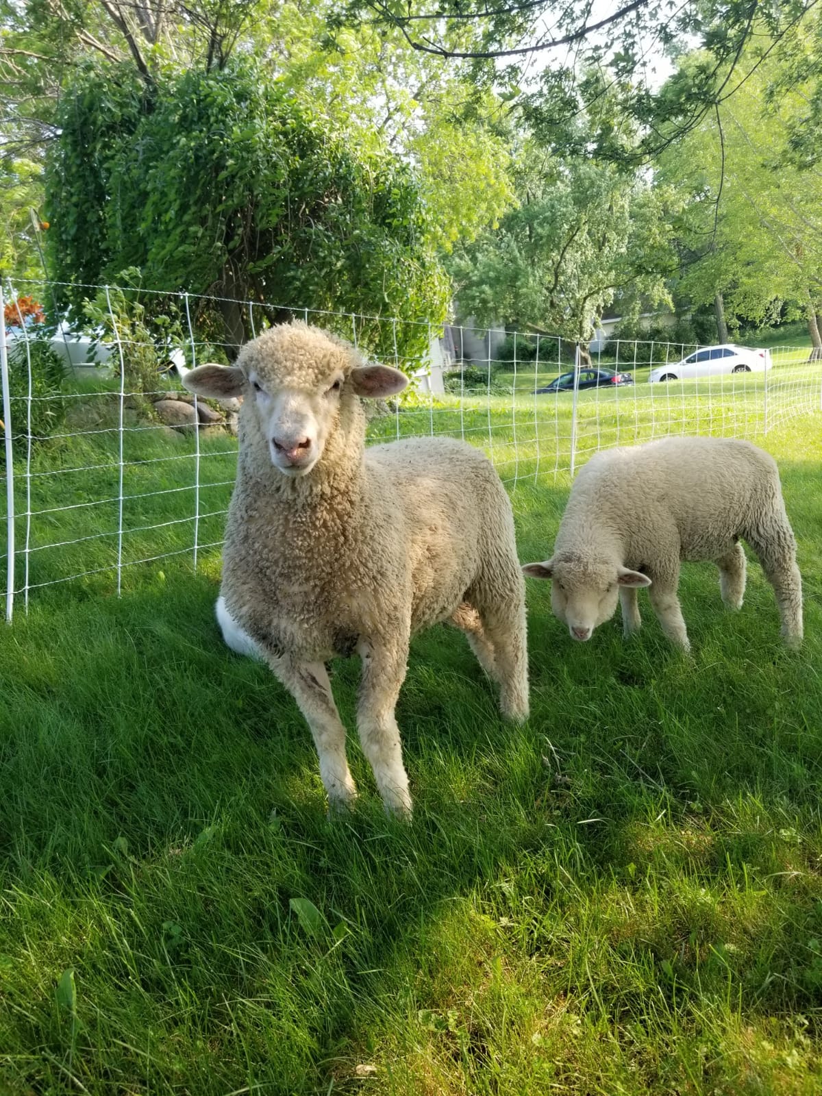 Premier 1 ElectroNet® Electric Fence for Sheep & Goats - 35