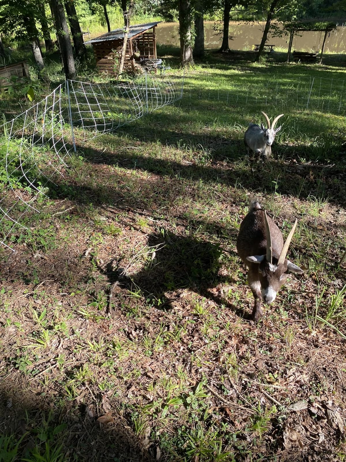 Premier 1 ElectroNet® Electric Fence for Sheep & Goats - 35