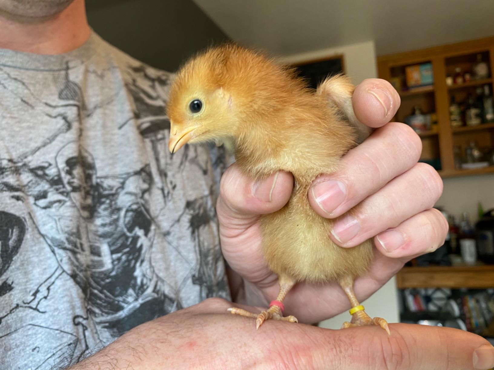 Baby Poultry Leg Bands 1/4