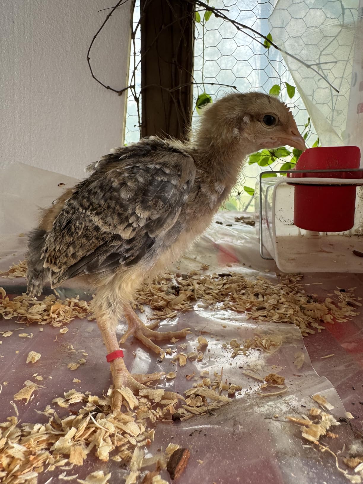 Baby Poultry Leg Bands 1/4