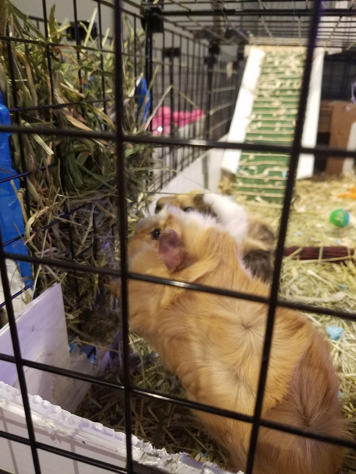 Rabbit Hole Hay - Ultra Premium Medium Timothy Hay for Small Pets - 5 lb Box - Hand-Selected & Fresh customer photo 2