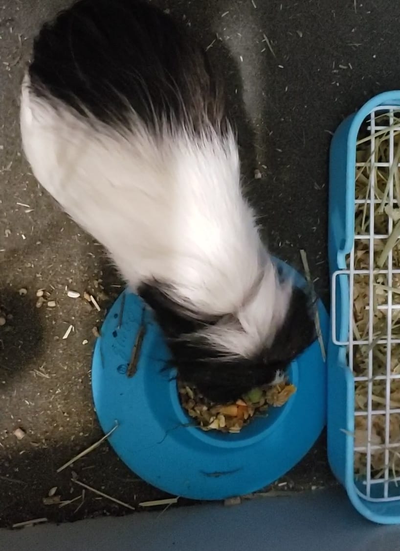 Tip-Proof Ergonomic Pet Bowl for Guinea Pig and Other Small Pets; 1/4-Cup Size; Sky Blue customer photo 2