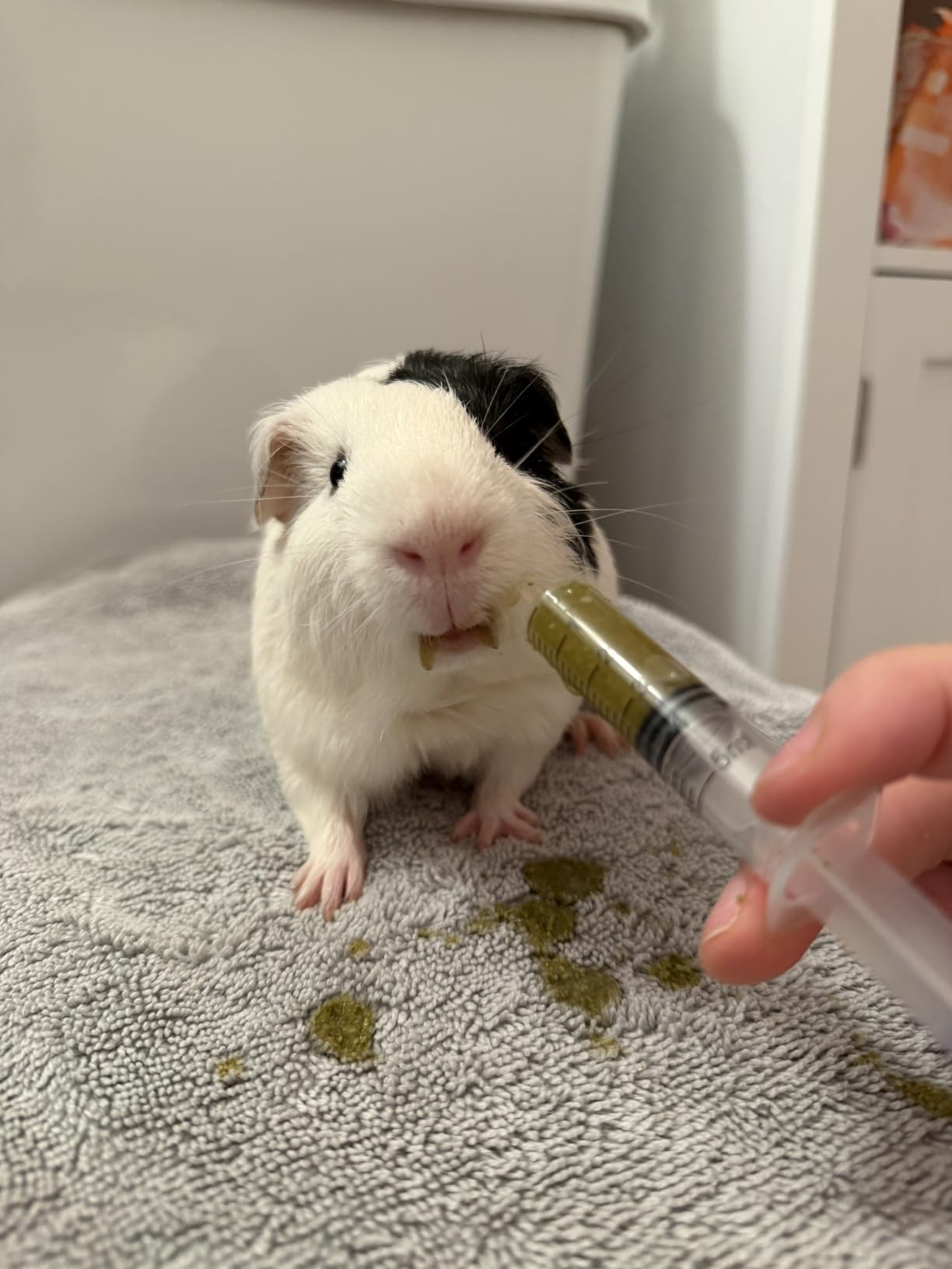Appetite Restore with Electrolytes and B-Vitamins by Sherwood Pet Health customer photo 2