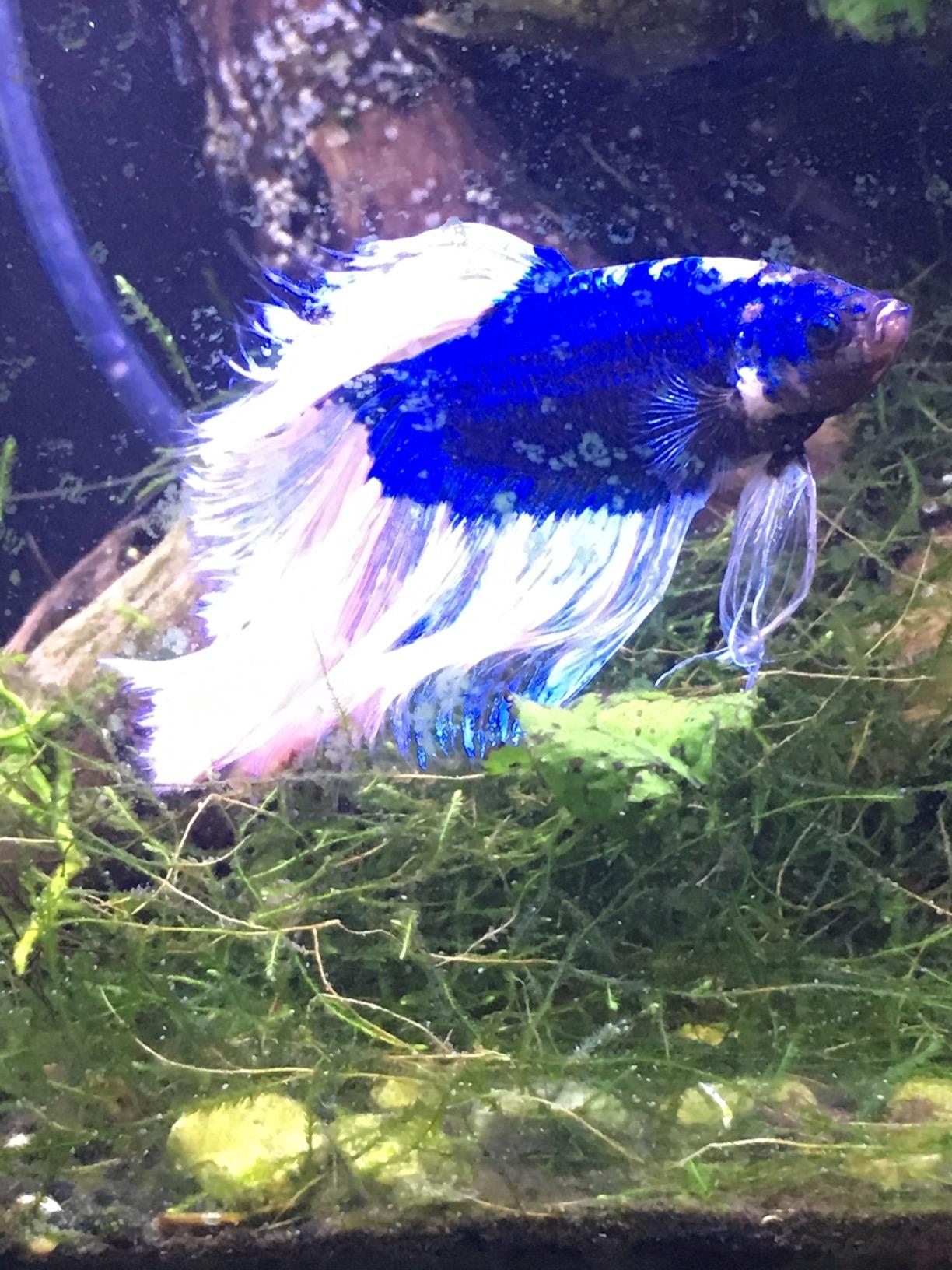 Omega One Betta Buffet 1.5mm Pellets, 1 oz customer photo 2