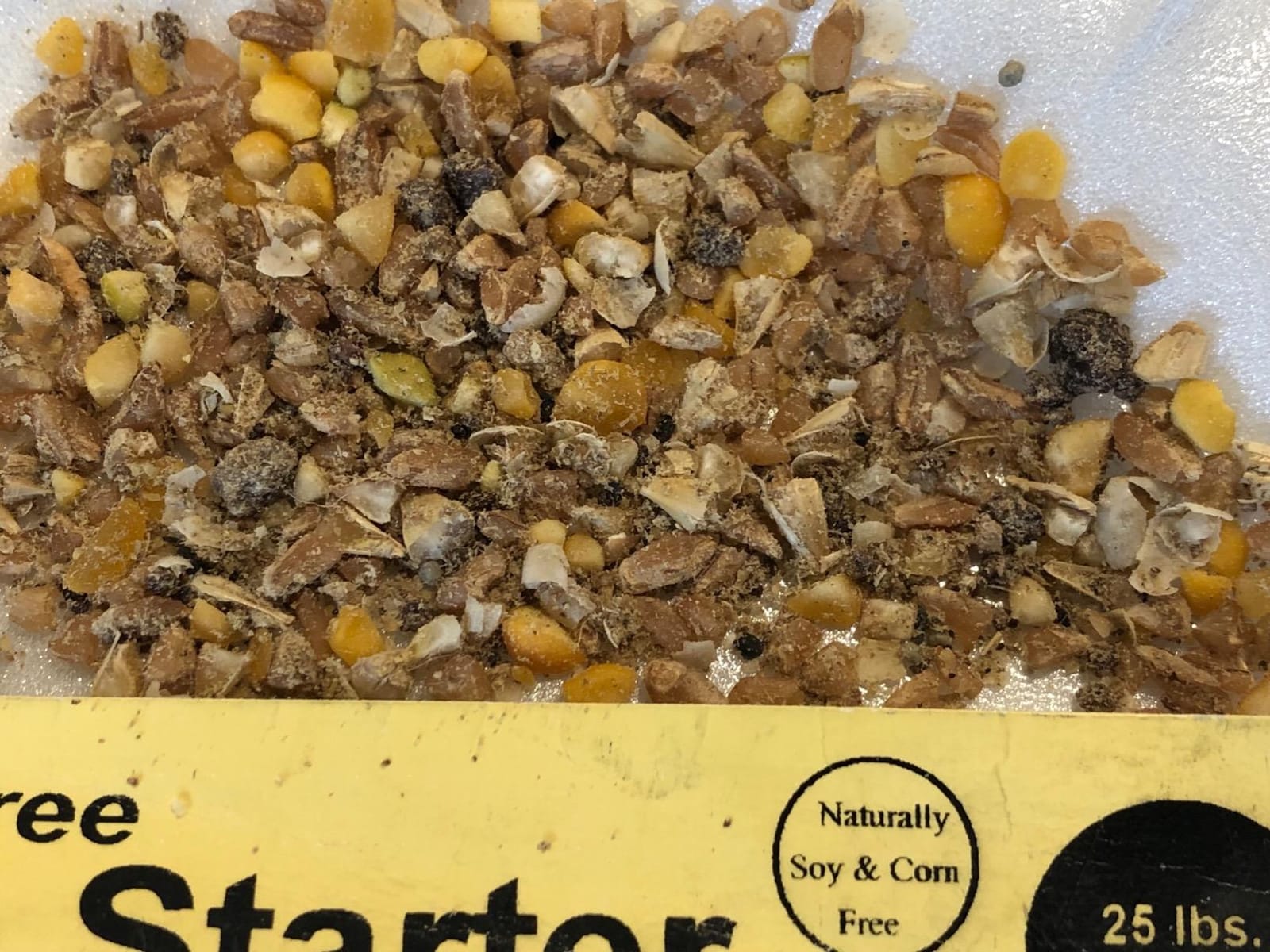 Scratch and Peck Feeds | Starter Mash for Chickens & Ducks | 10 lb Pouch | 20.5% Protein, Corn & Soy Free, Fermentable Grains, Certified Organic & Non-GMO Project Verified, Complete Nutrition customer photo 1