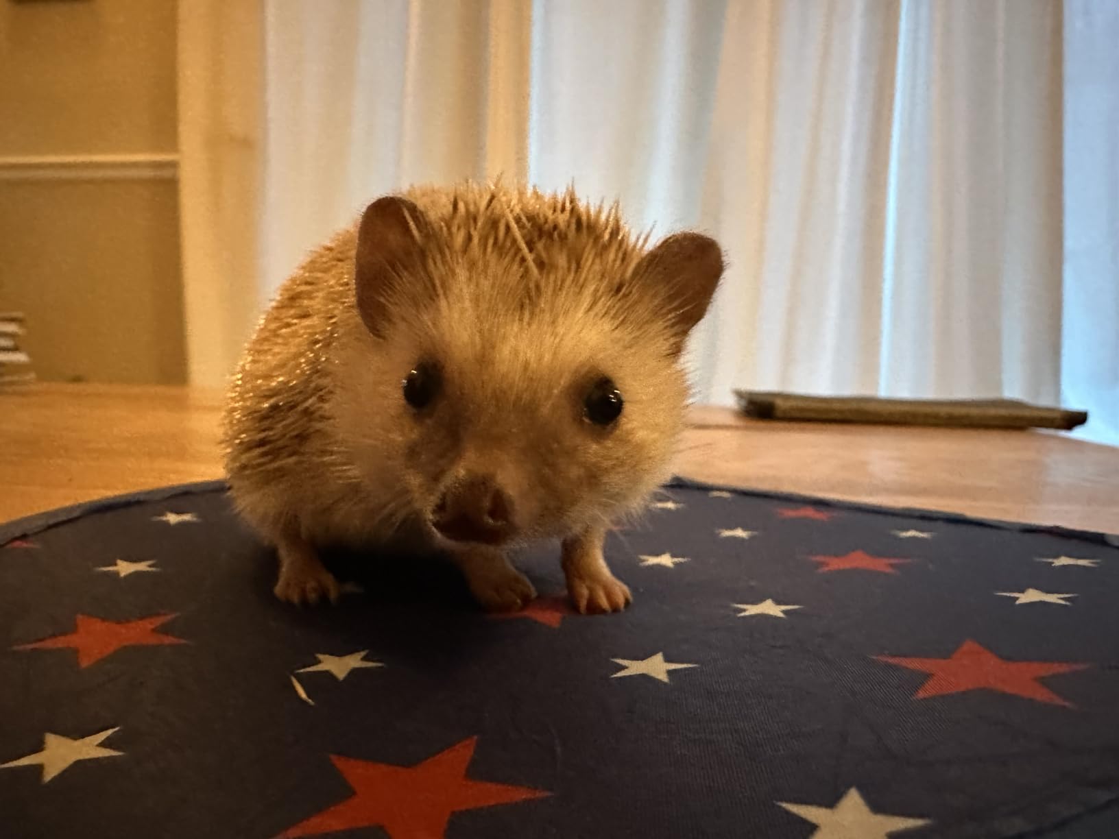Exotic Nutrition Hedgehog Complete 5 lb - Nutritionally Complete Natural Healthy High Protein Pellets & Dried Mealworms - Food for Pet Hedgehogs customer photo 2
