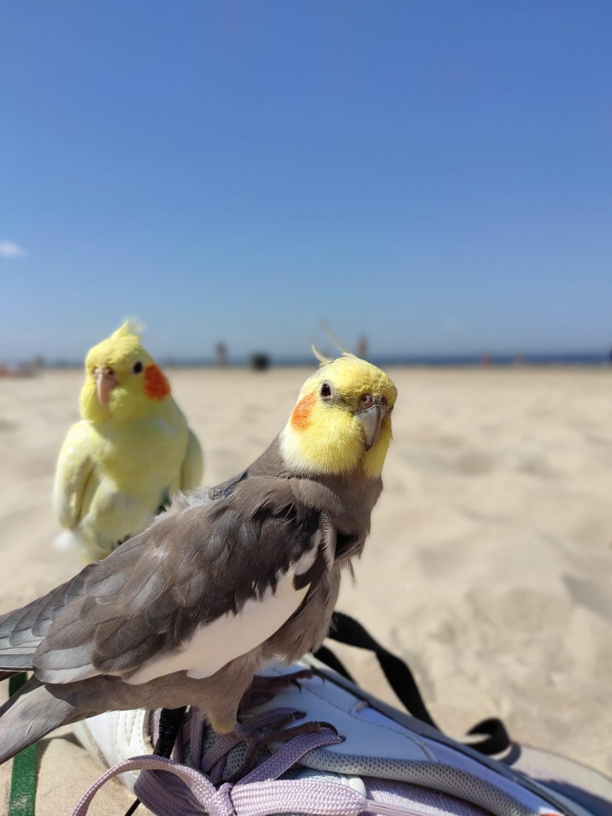 The Aviator Bird Harness Leash Extension: 40 foot/12 Meter for Medium or Large customer photo 1