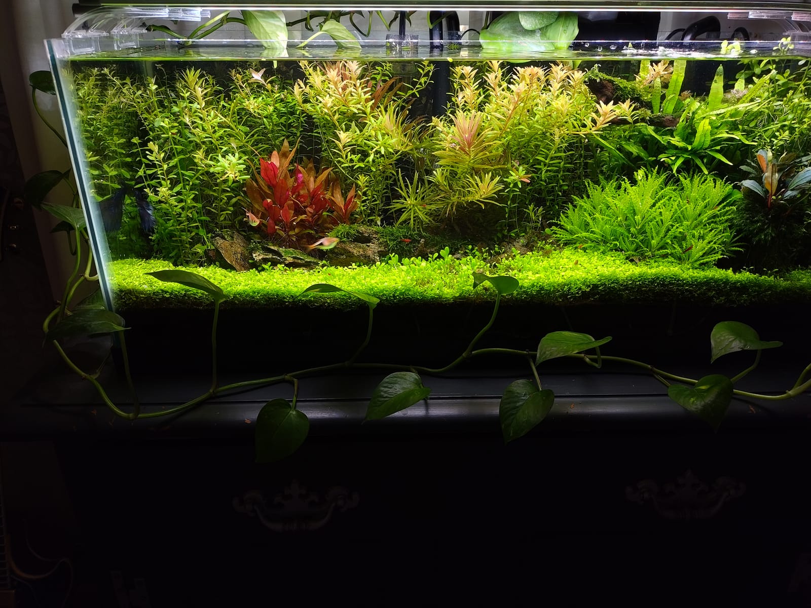 Thrive+ All in One Liquid Aquarium Plant Fertilizer - 500ml Highly Concentrated Aquatic Plant Fertilizer Solution - Nutrient-Rich Aquarium Plant Food - Convenient Usage - Effective Results customer photo 1