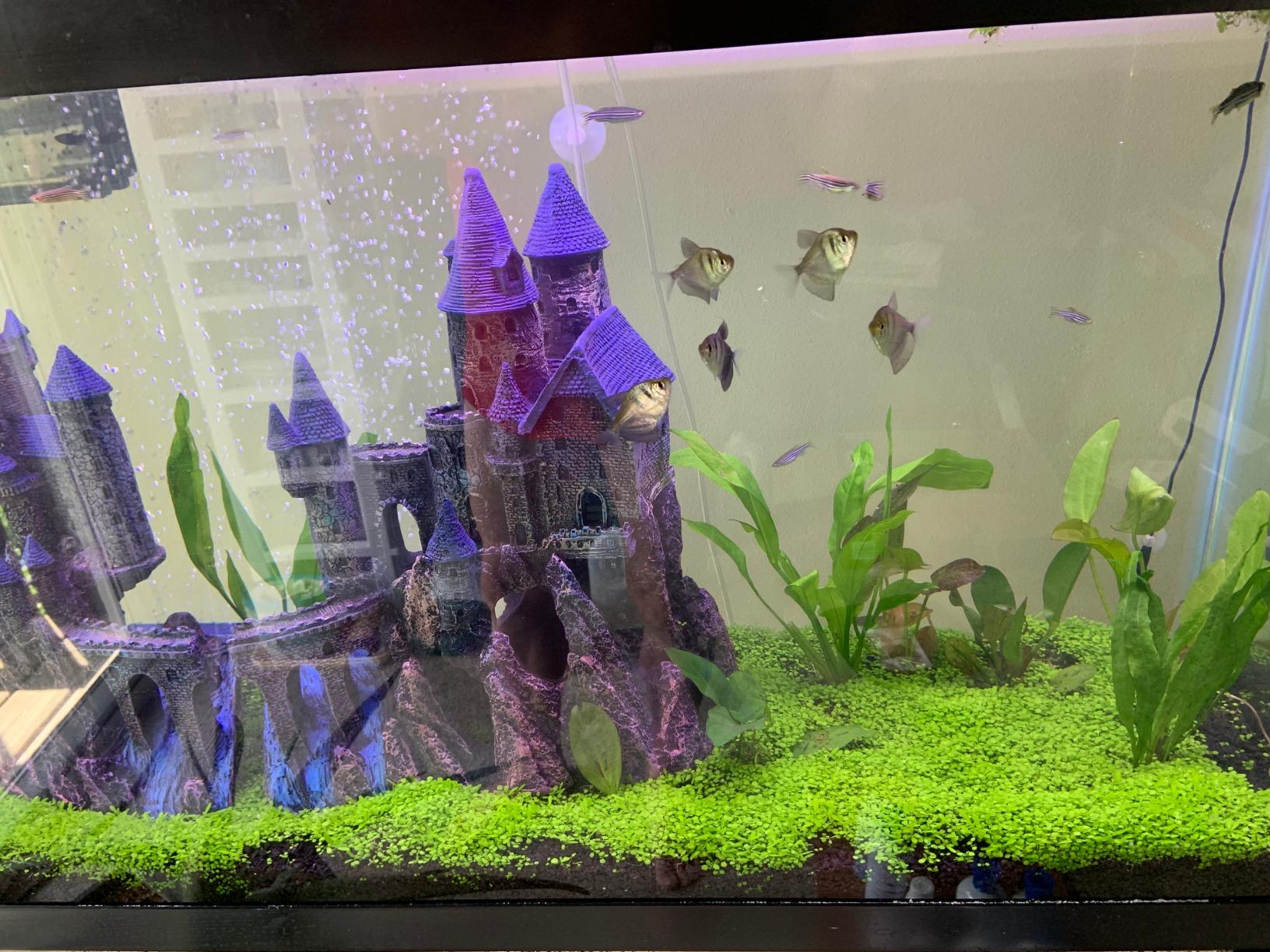 Thrive+ All in One Liquid Aquarium Plant Fertilizer - 500ml Highly Concentrated Aquatic Plant Fertilizer Solution - Nutrient-Rich Aquarium Plant Food - Convenient Usage - Effective Results customer photo 2