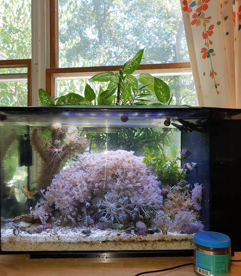 Fluval Evo XII Saltwater Aquarium Kit, 13.5 Gal. | Saltwater Fish Tank with Reef-Capable LED, Efficient 3-Stage Filtration and Seamlessly Integrated Hardware customer photo 2