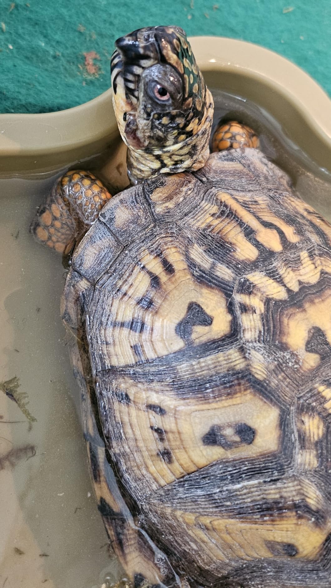 Vetericyn Plus Reptile Wound Care Spray | Reptile Skin Repair, Help Care for Reptile Wounds, Including Scale Rot, Lamp Burns, and Shedding. 3 Ounces customer photo 1
