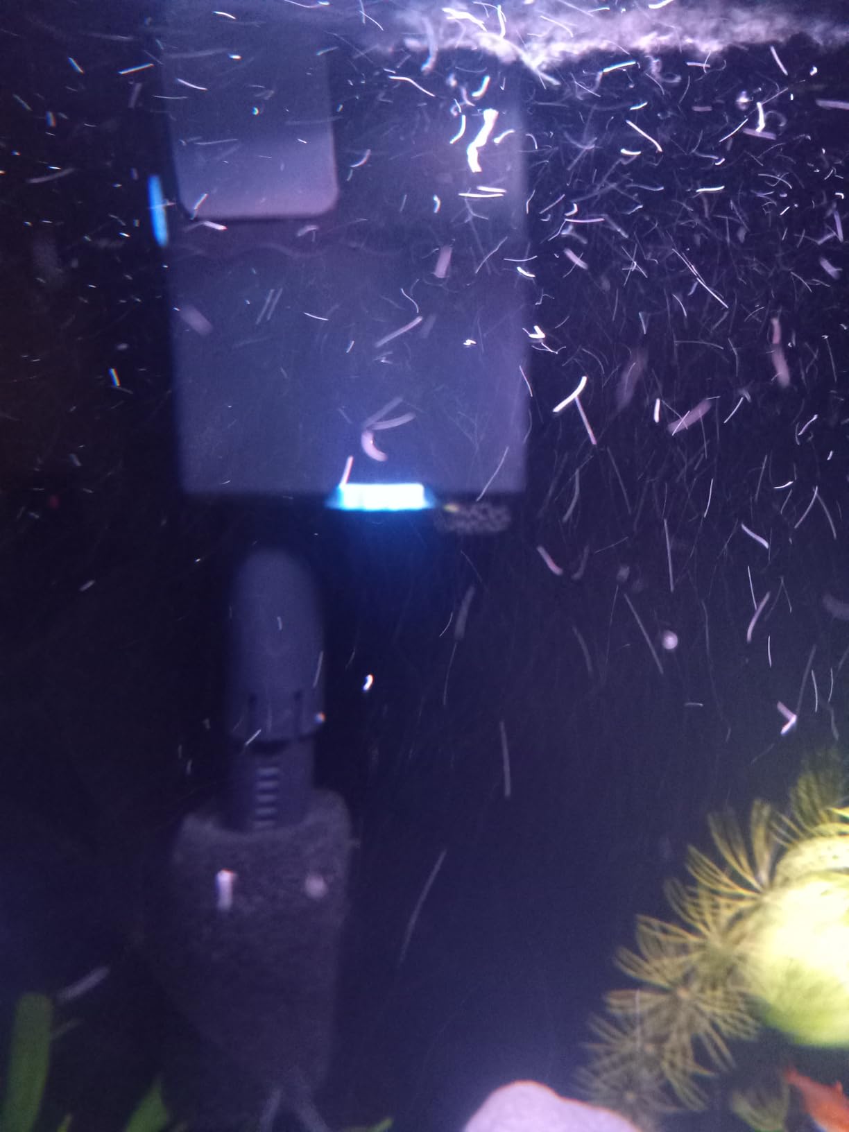 SeaChem Large Aquarium Fish Tank Filter, Tidal 55 Gallon (200 Liters) by Sicce customer photo 1
