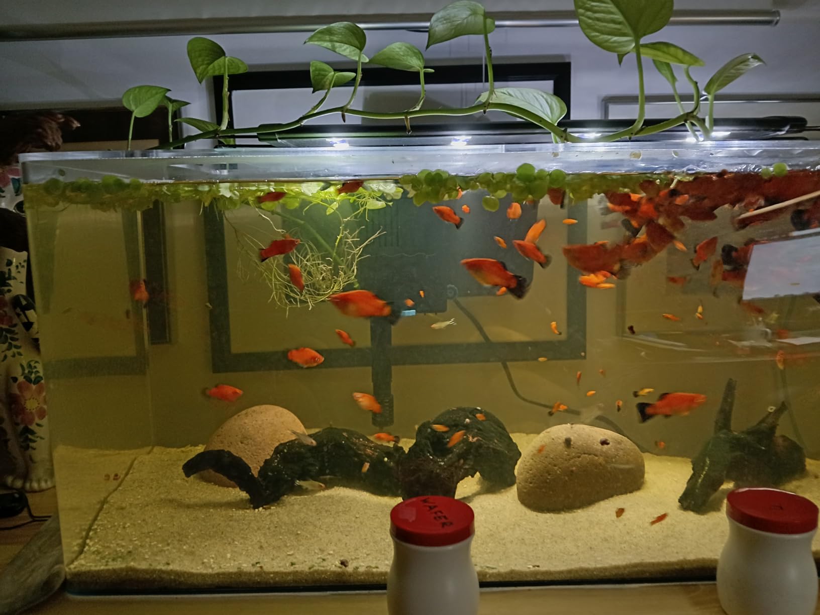 SeaChem Large Aquarium Fish Tank Filter, Tidal 75 Gallon (300 Liters) by Sicce customer photo 2
