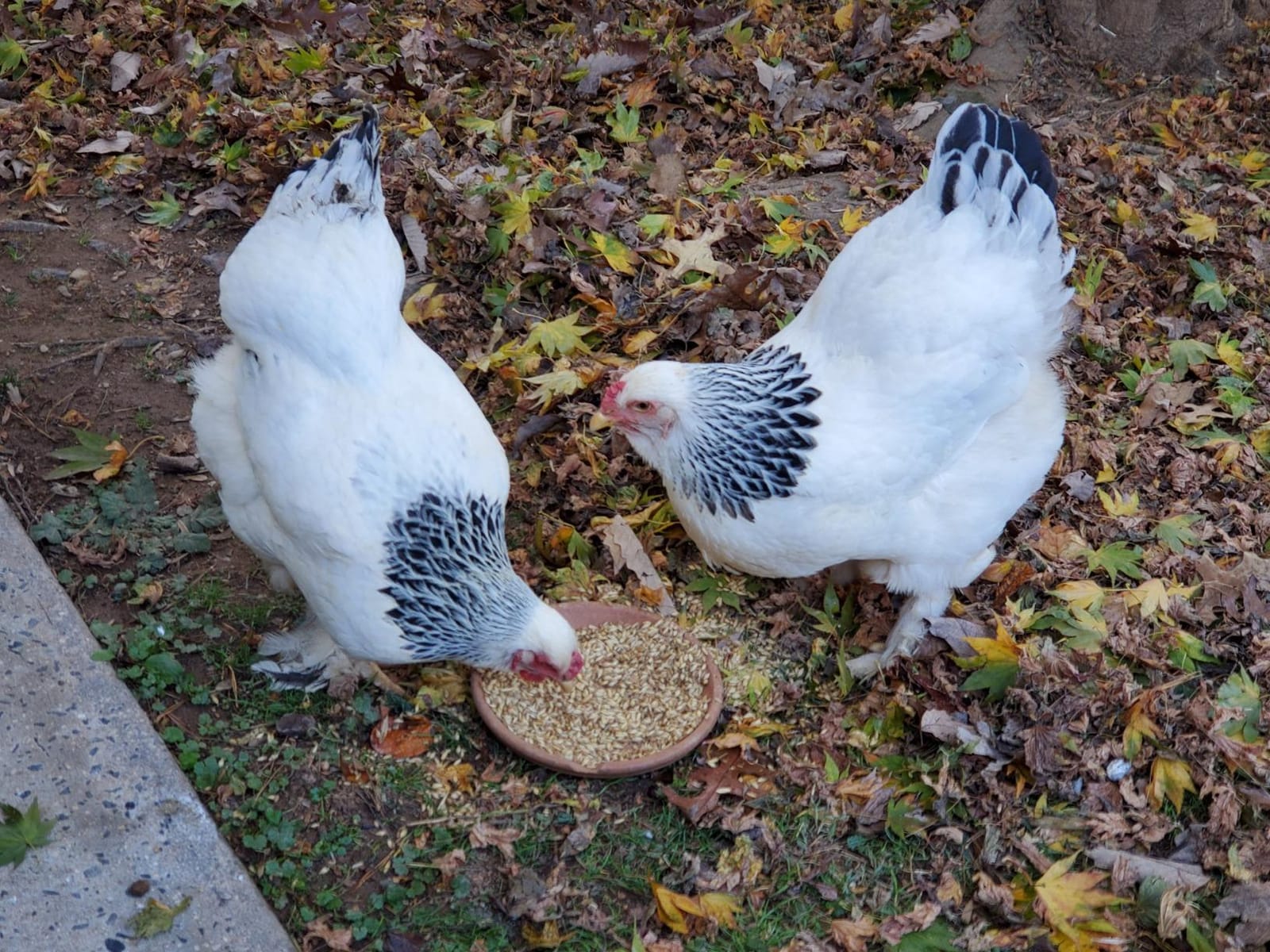 Scratch and Peck Feeds | 3 Grain Scratch for Chickens & Ducks | 10 lb Pouch | Certified Organic & Non-GMO customer photo 1