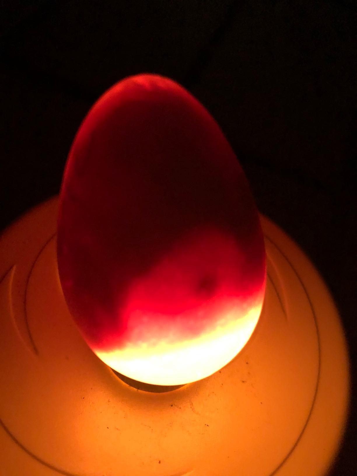Titan Incubators High Intensity LED Chicken Egg Candler/Tester - Battery Powered customer photo 2