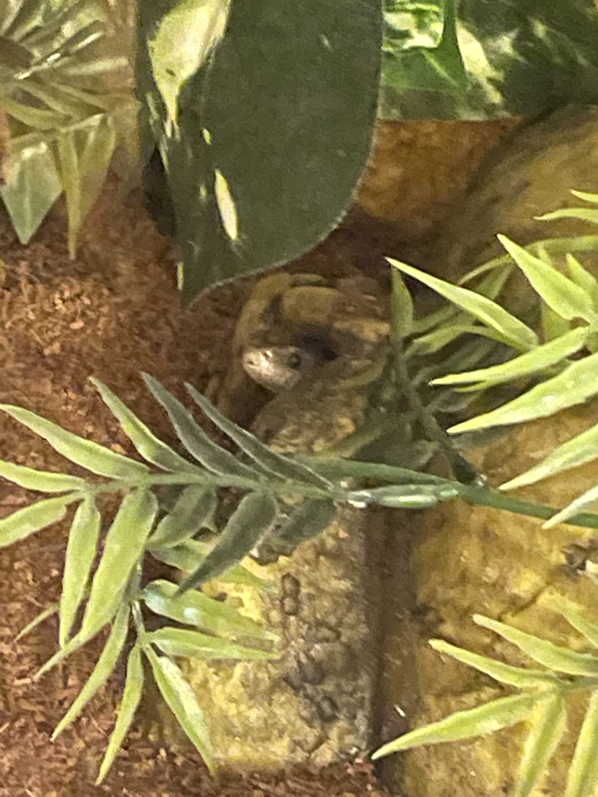 Exo Terra Reptile Cave, Large customer photo 1